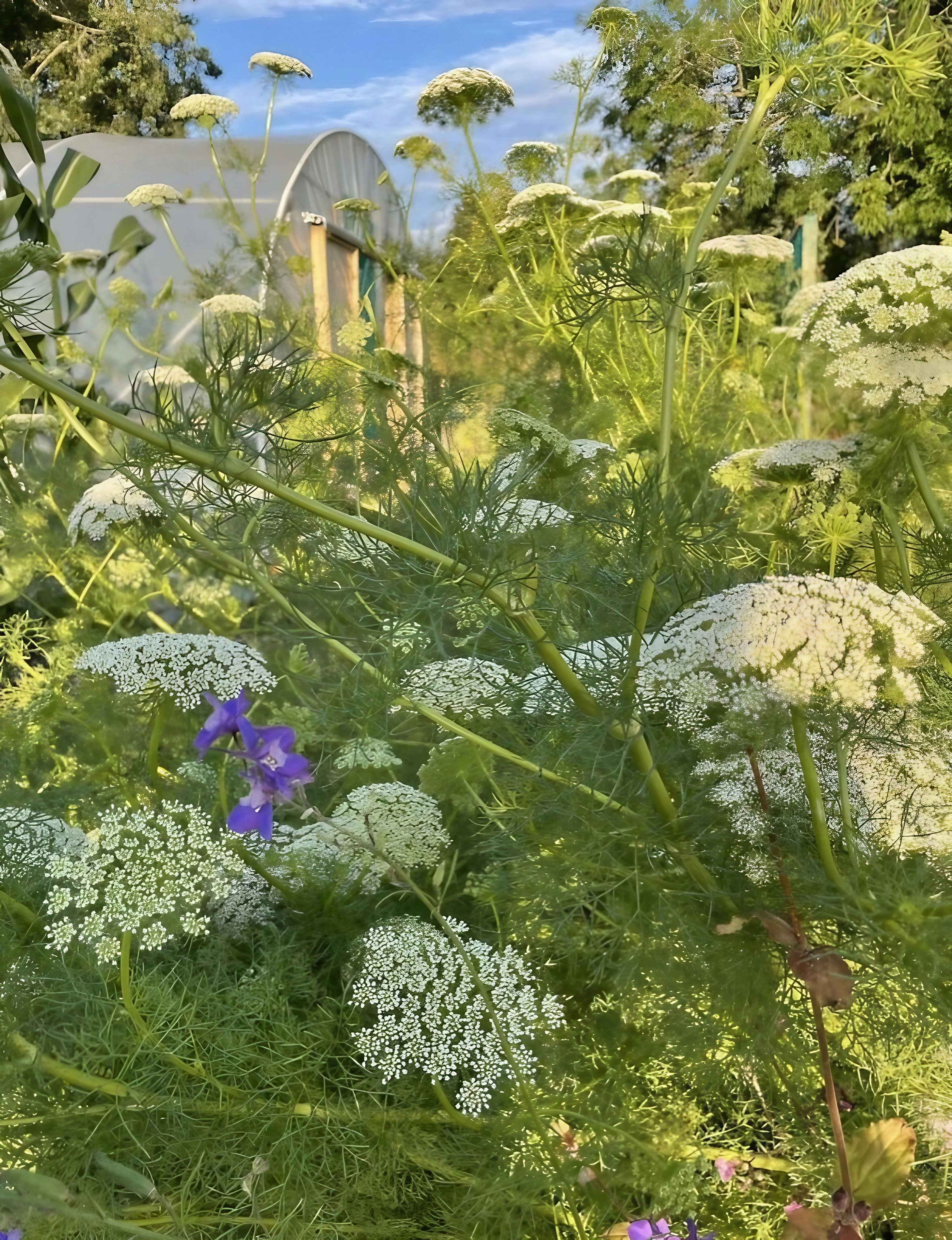 Ammi Majus bleached white dried flowers, Length ± 70 cm