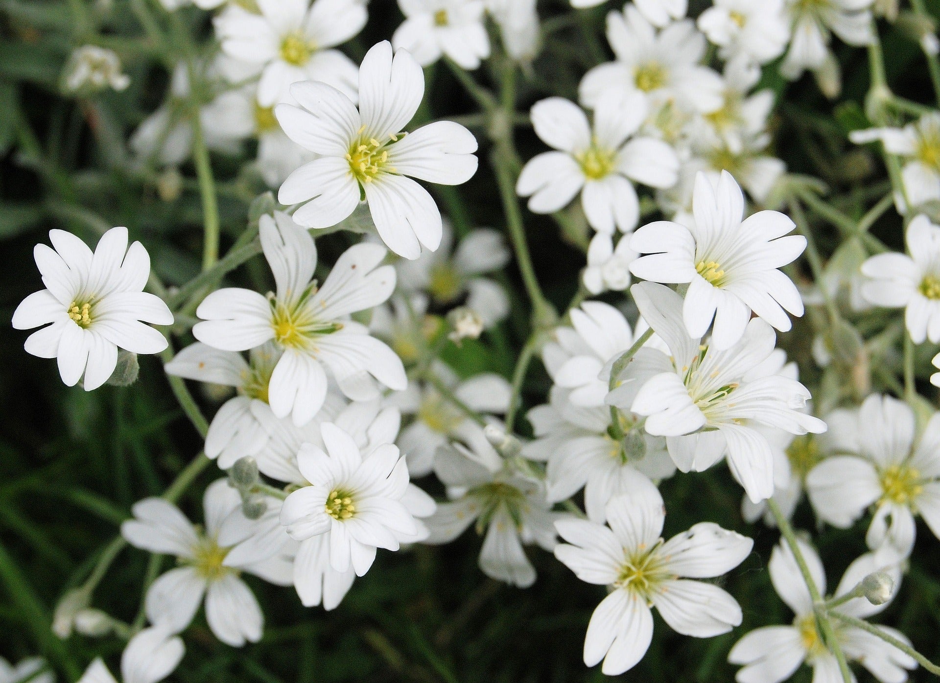 Cluster of delicate white flowers with yellow centers blooming in a garden setting.