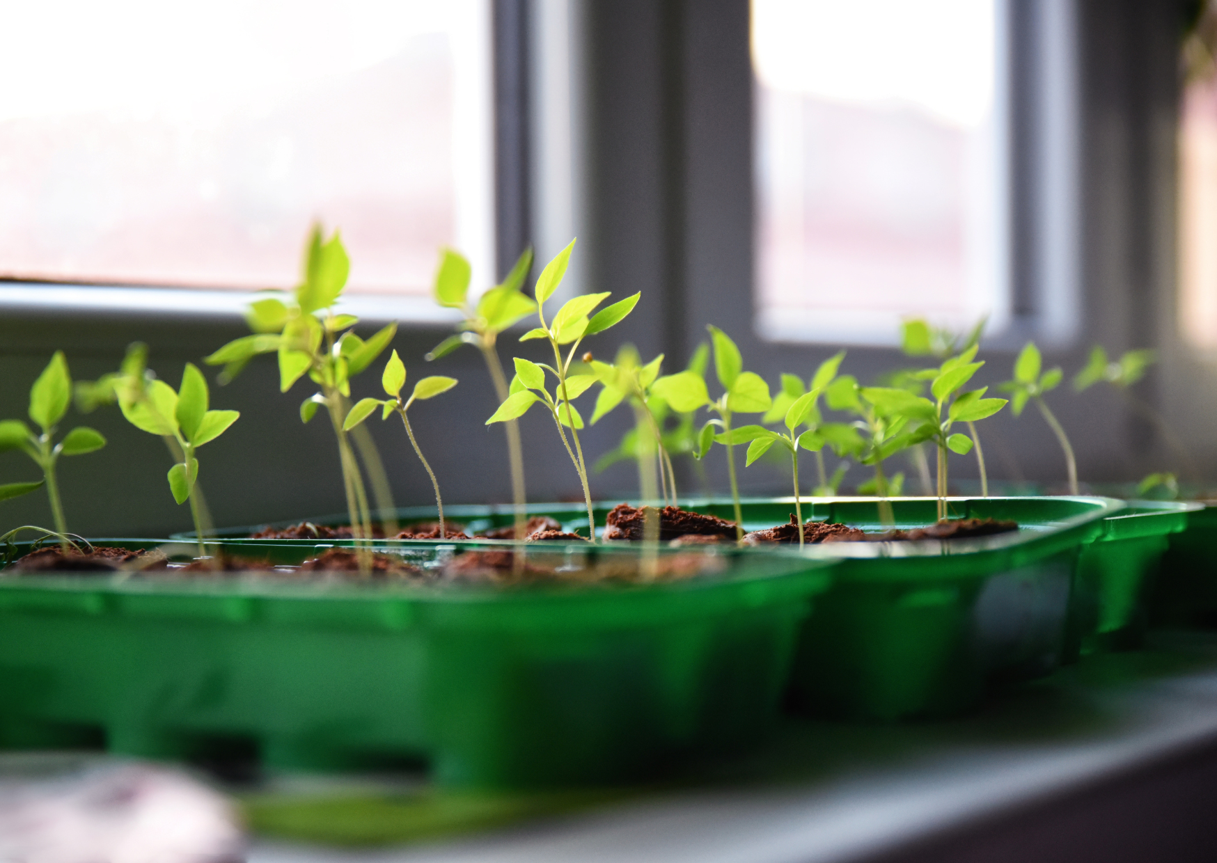 Young chili plants growing in seed trays by a sunny window, showcasing vibrant green leaves and healthy soil.