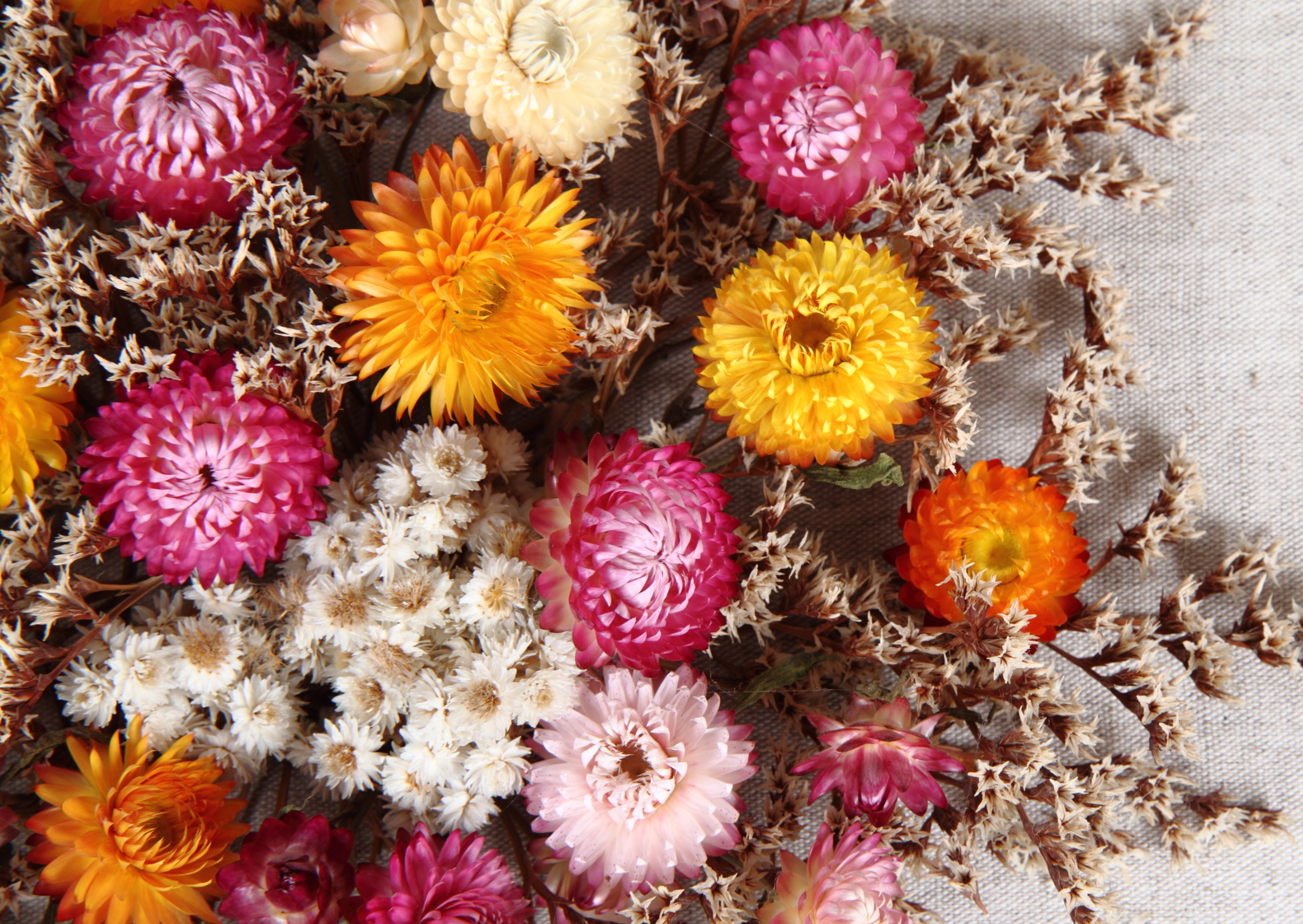 Dried Flowers