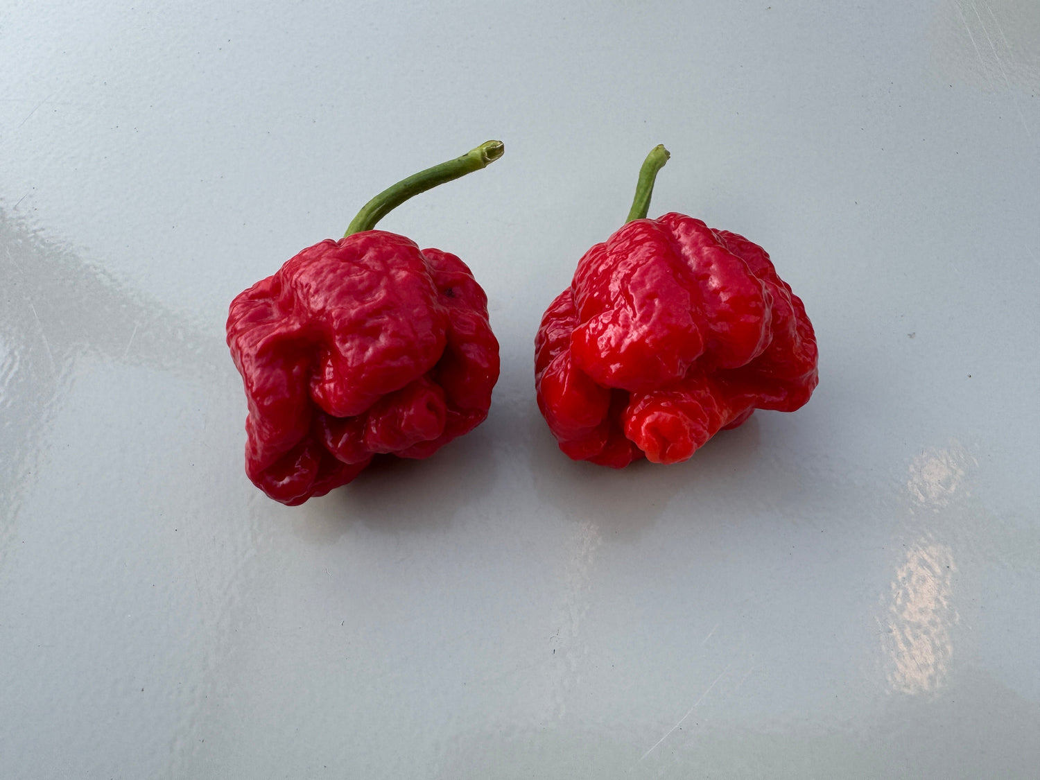 Two red Moruga Scorpion chilli peppers on a white background.