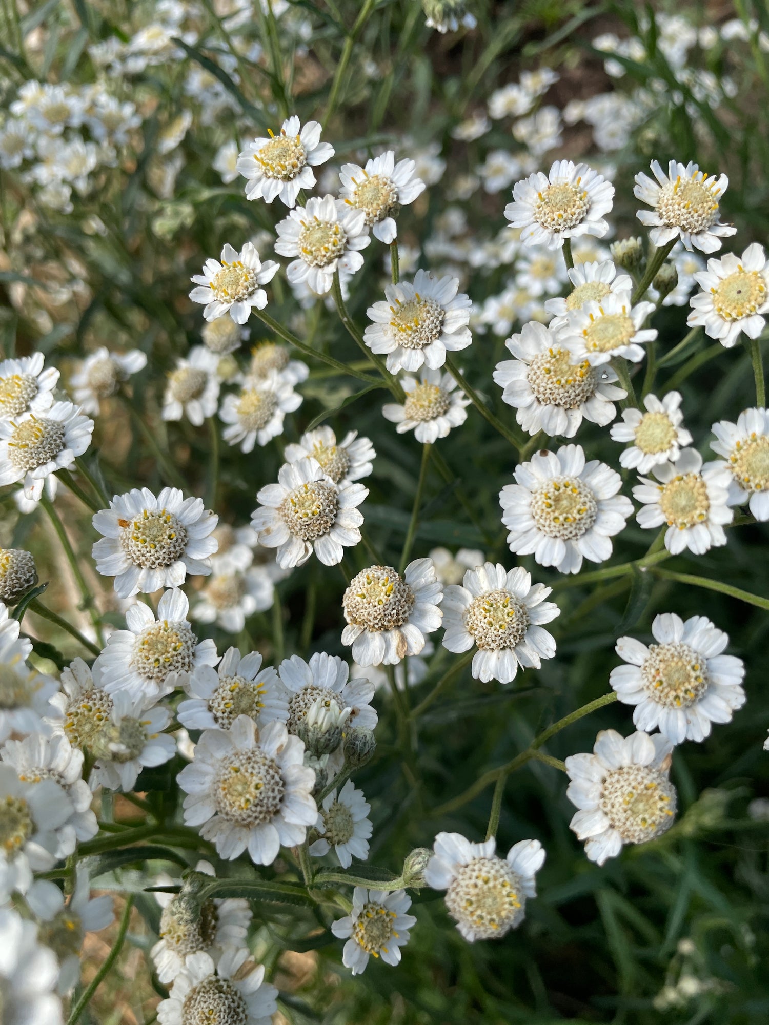 Achillea ptarmica Ballerina