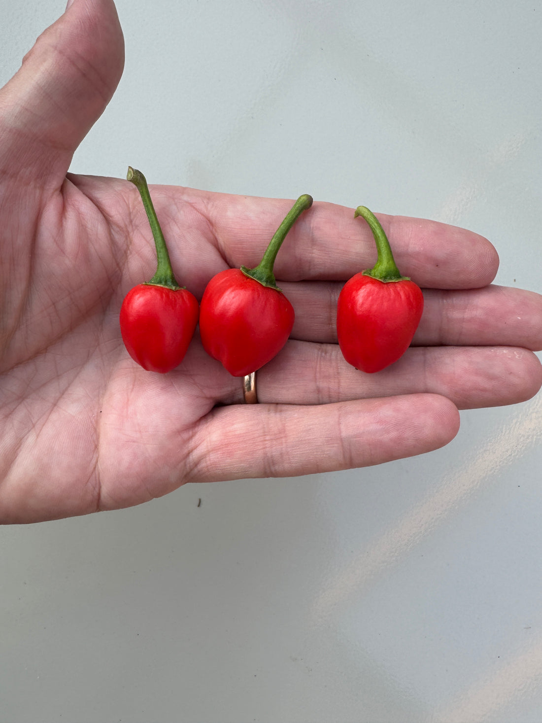 Hand holding three ripe red Dalle Khursani chillies from Nepal, resembling cherry tomatoes with green stems.