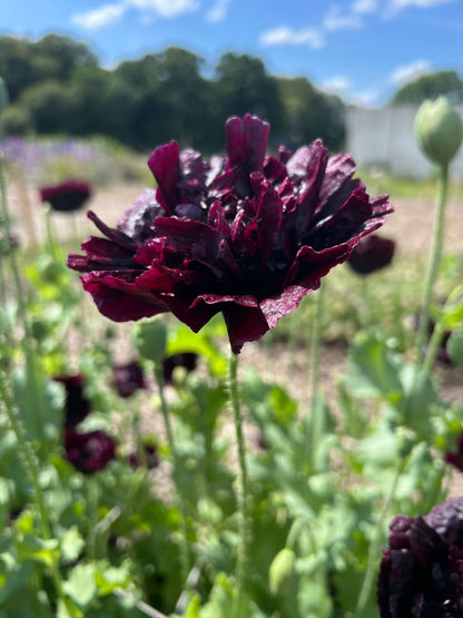 Close-up of a Poppy Black Peony flower with deep burgundy ruffled petals and silvery foliage in a field under a bright blue sky.