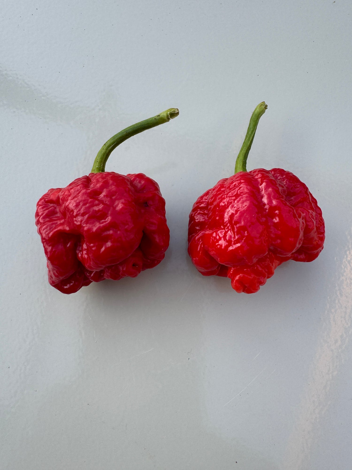 Two ripe Moruga Scorpion peppers with wrinkled red skin on a light background.