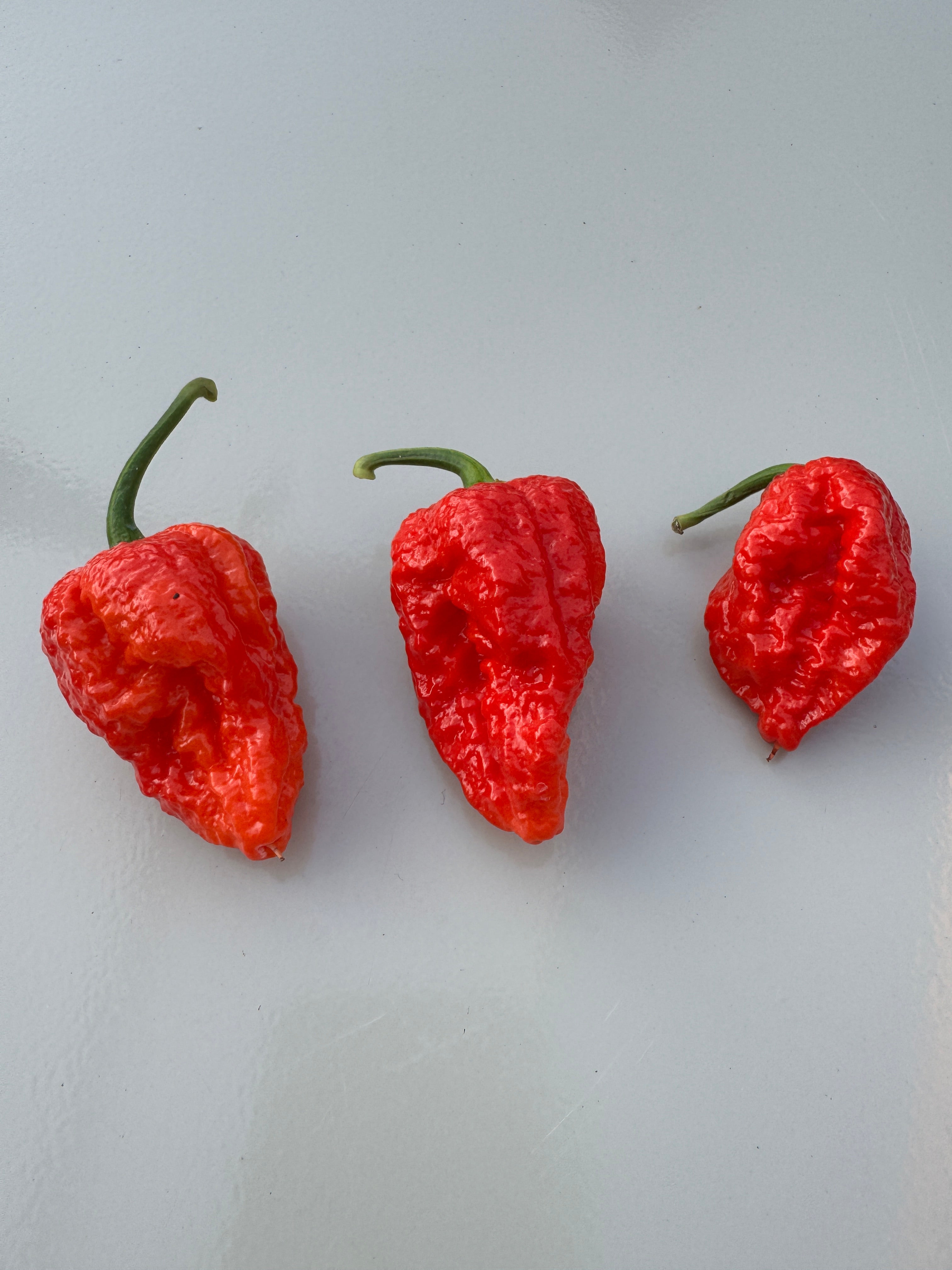 Three Bhutlah Red chillies with bumpy and spiky texture on a light surface. Capsicum chinense with high Scoville heat rating.