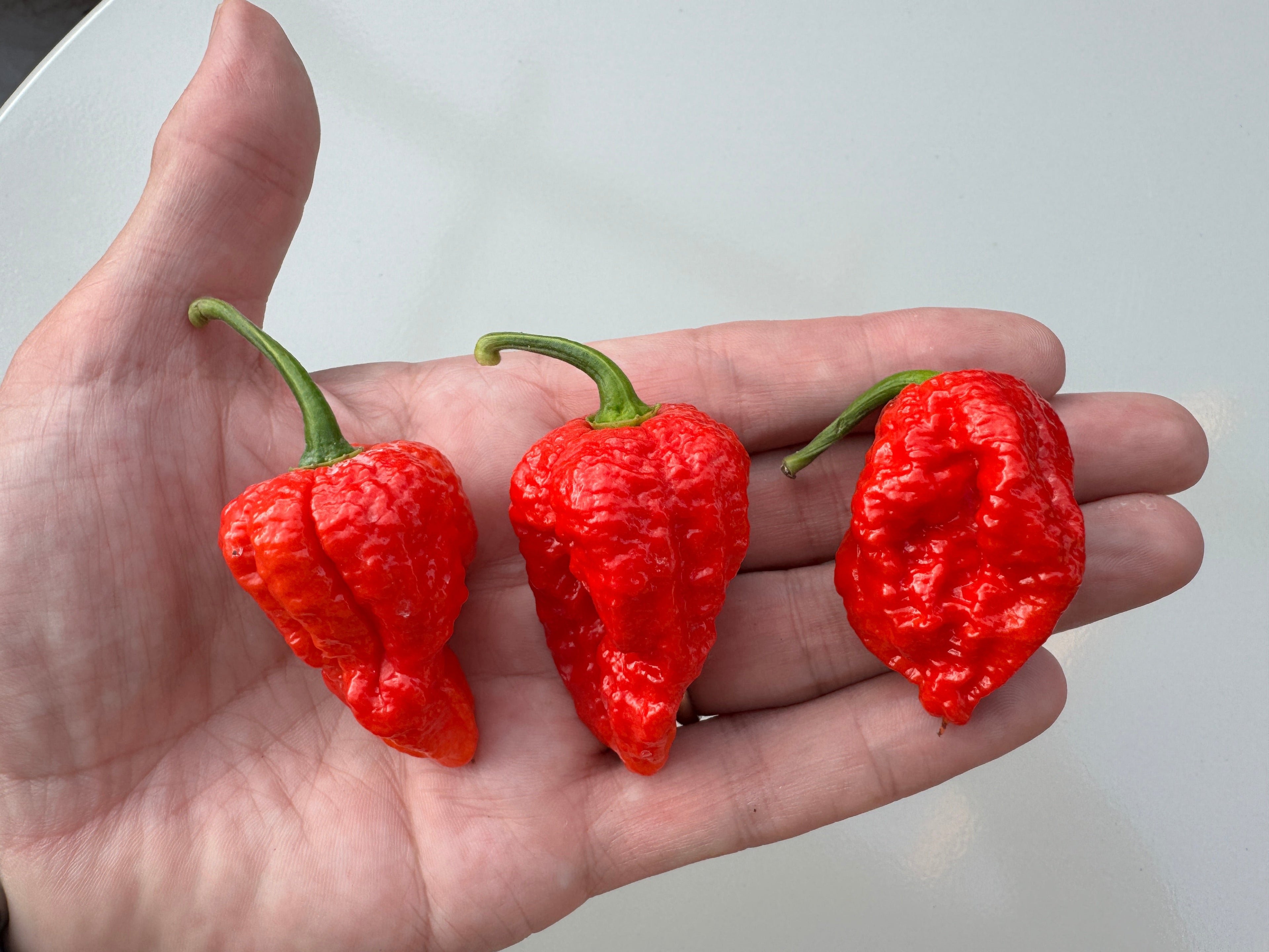 Hand holding three bright red Bhutlah chilli peppers with bumpy skin