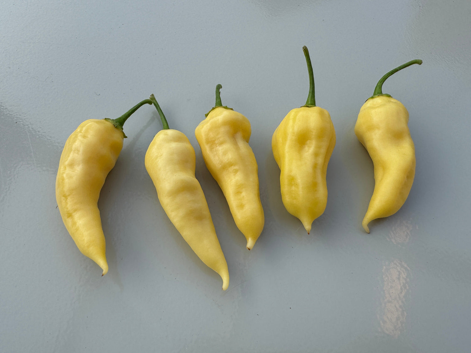 Five Bhut Jolokia White Heat chillies on a flat surface, showcasing their unique shape and pale colour.