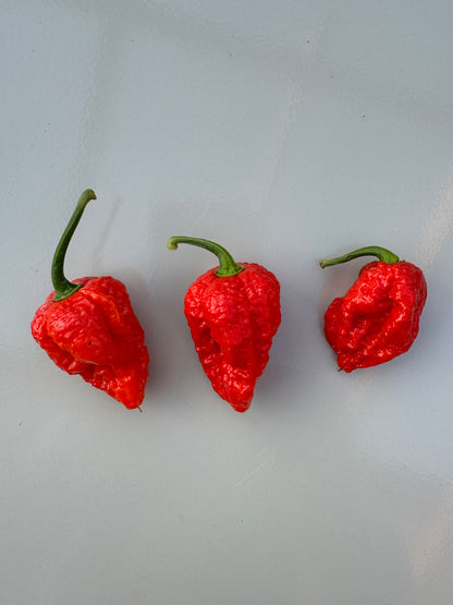 Bhutlah Red Chilli peppers with bumpy and spiky skin, showcasing vibrant red colour against a neutral background.