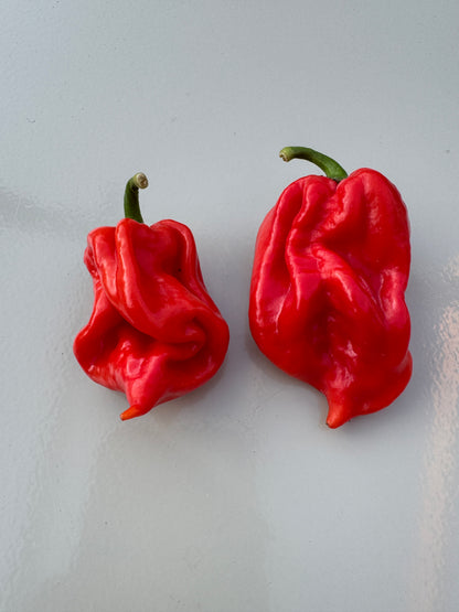 Red Scotch Bonnet MOA chillies showcasing vibrant colour and unique shape, known for fruity flavour and intense heat.