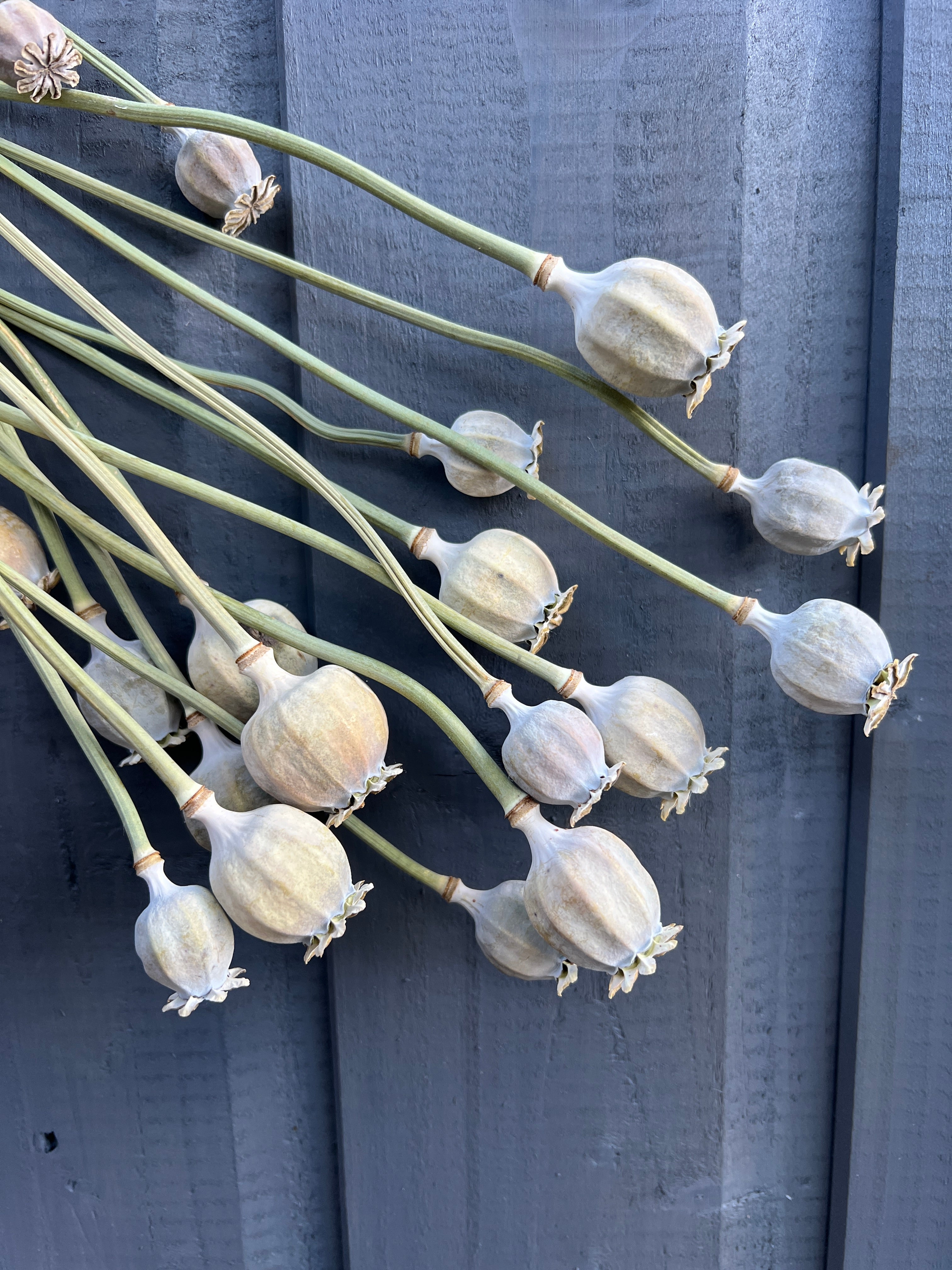 Large dried poppy heads from Black Peony Poppy plants, sustainably grown and air-dried in Norfolk, displayed against a wooden background.