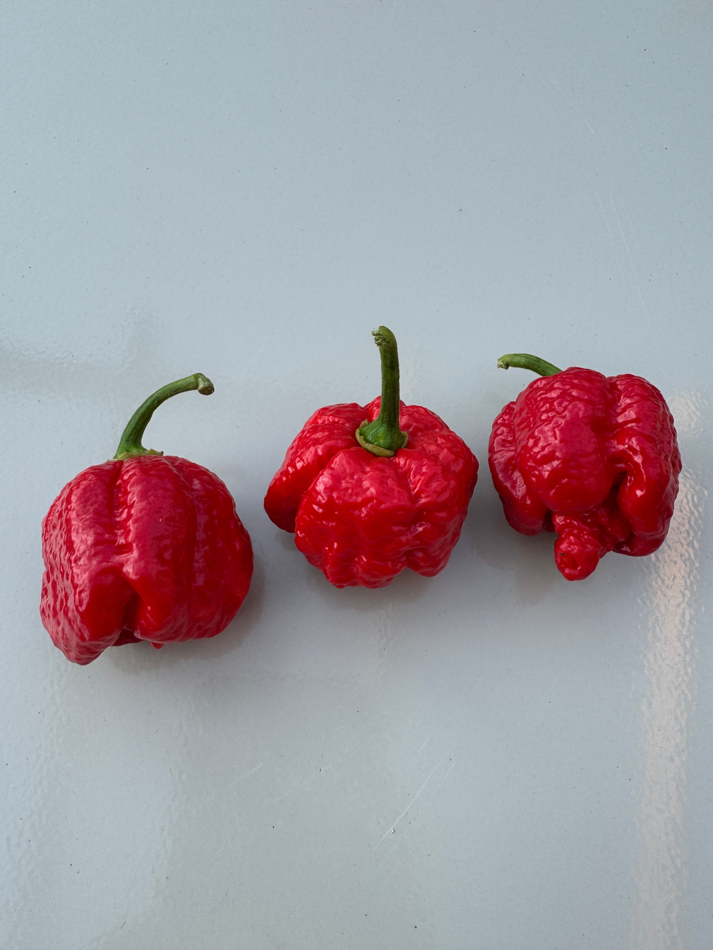 Three red 7 Pot Infinity chillies on a light background, known for extreme heat and vibrant colour.