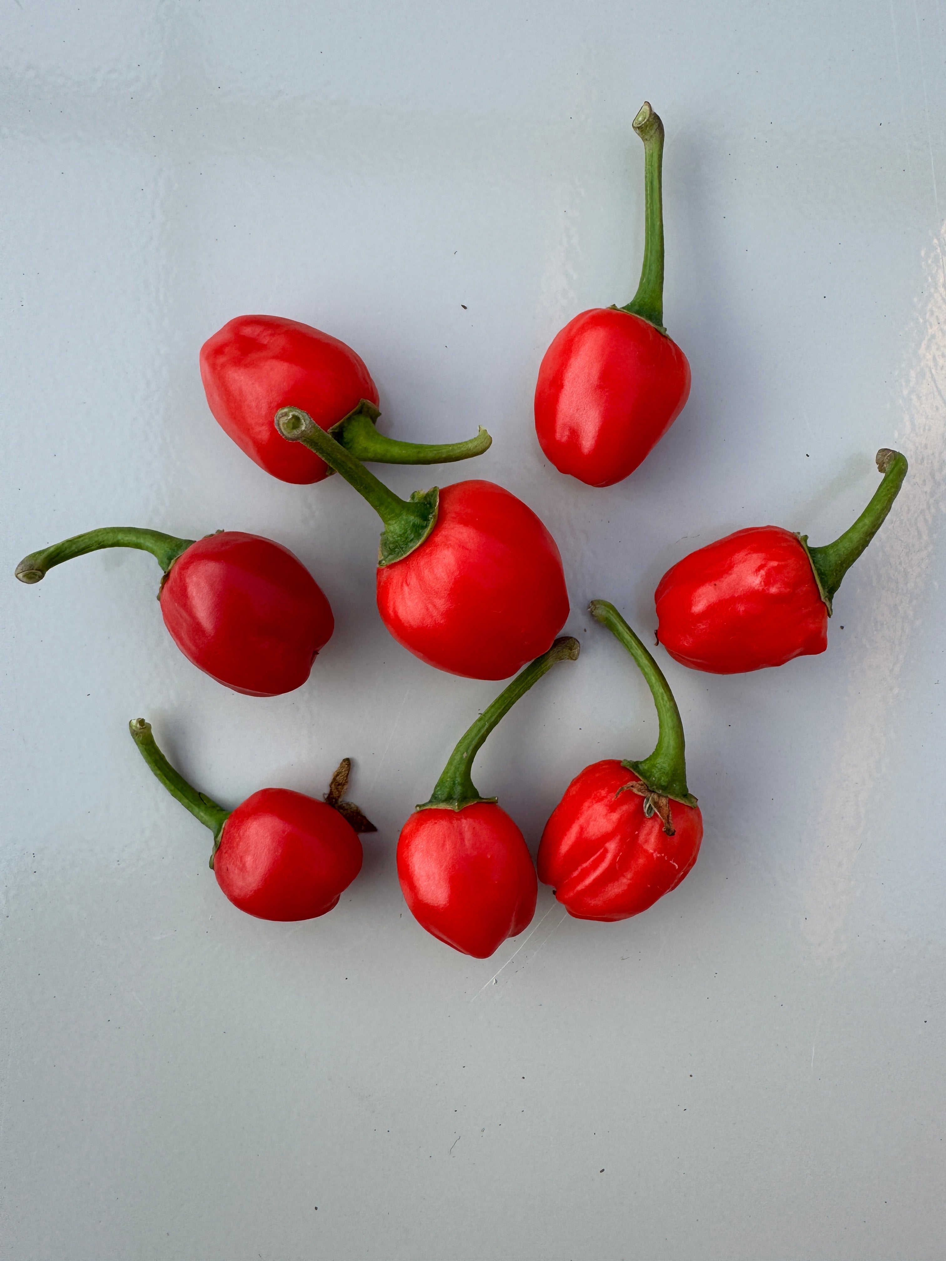 Fresh red Dalle Khursani chillies on a light surface, showcasing their cherry-like appearance and vibrant colour.