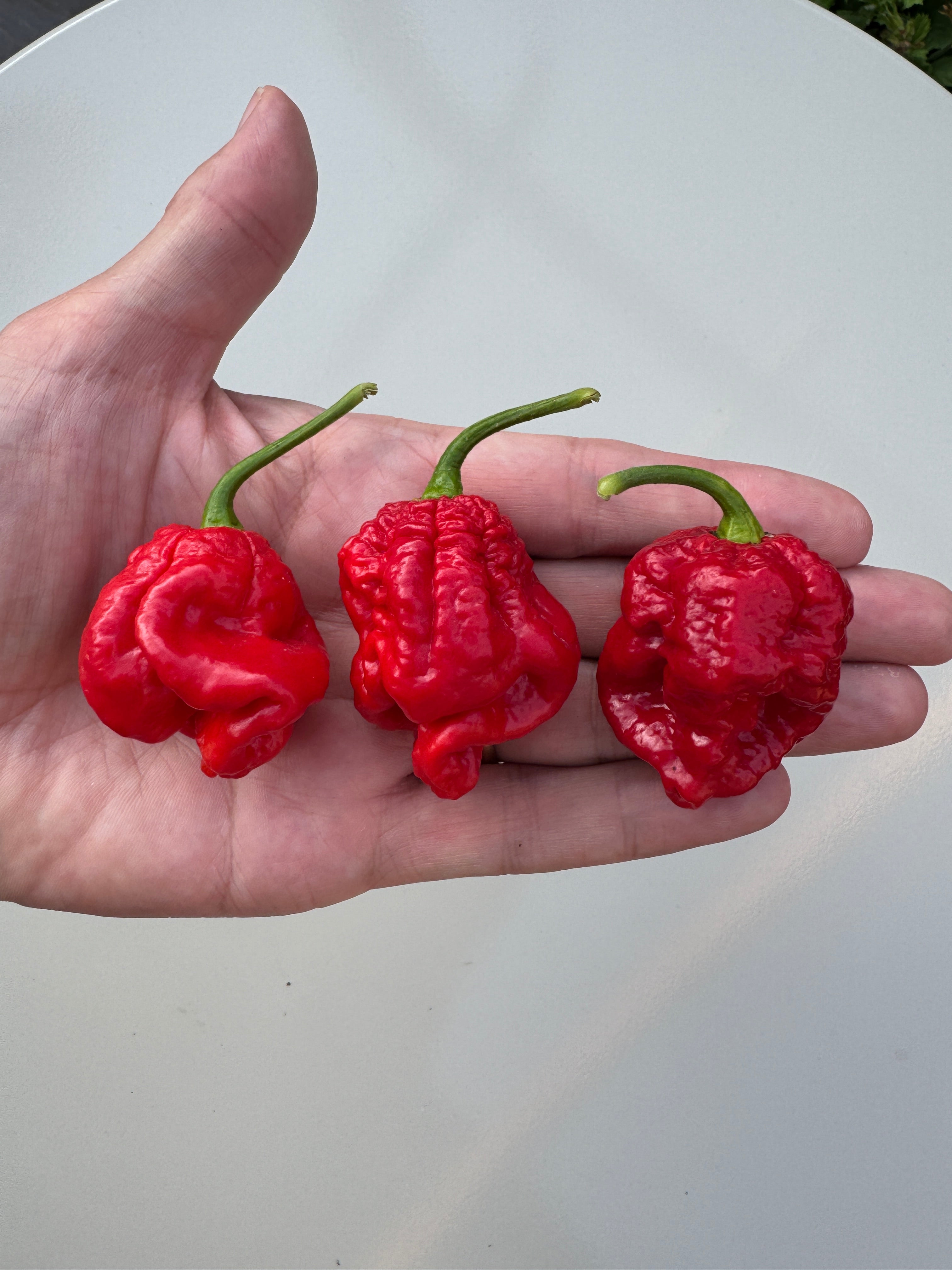 Hand holding three red Armageddon Chilli peppers with wrinkled skin and green stems.