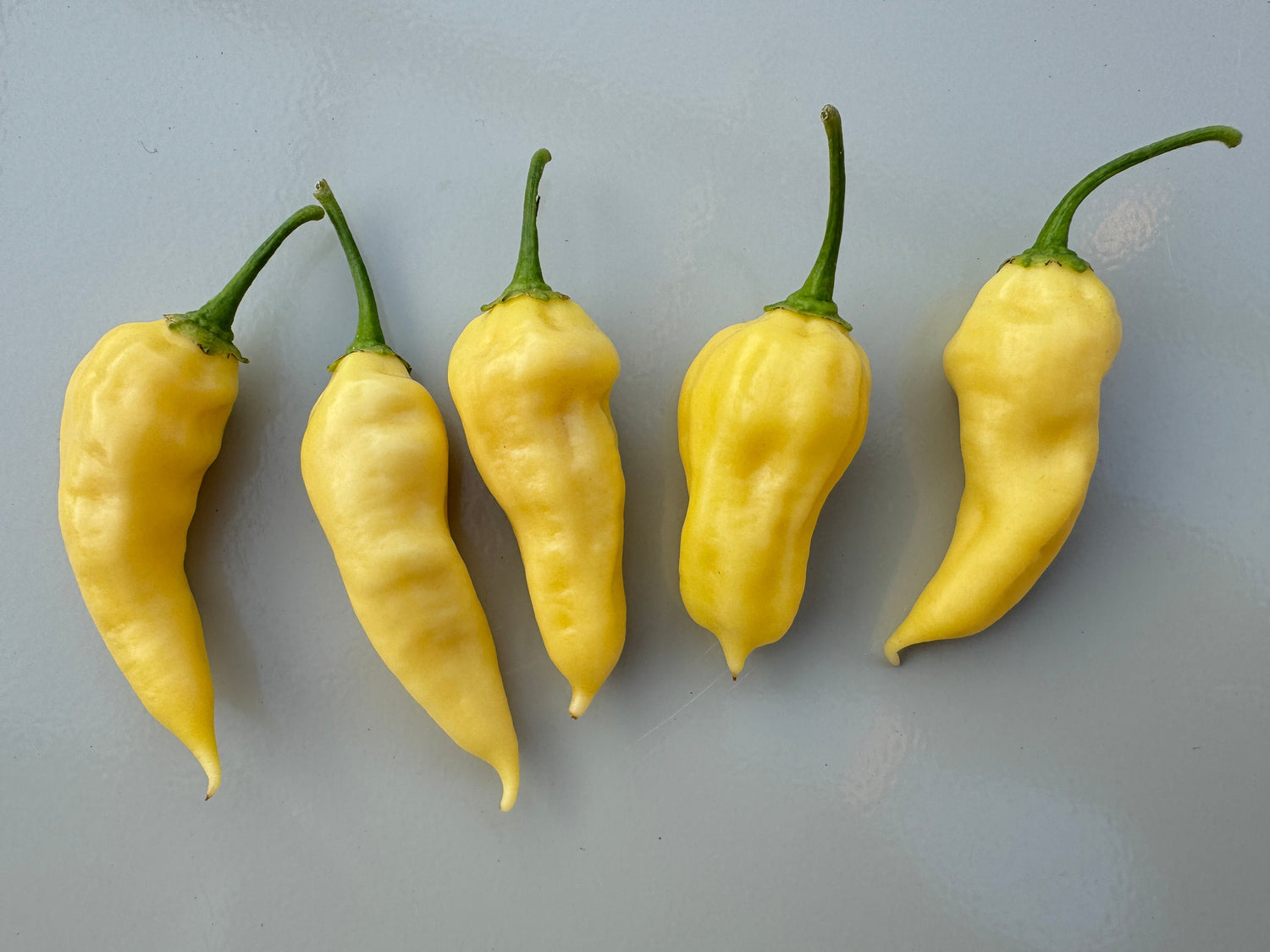 White Bhut Jolokia peppers on a neutral background, showcasing their unique shape and colour.