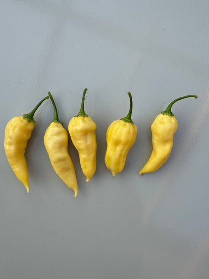 Five Bhut Jolokia White Heat Chillies on a gray background, showcasing their vibrant yellow colour and distinctive shape.