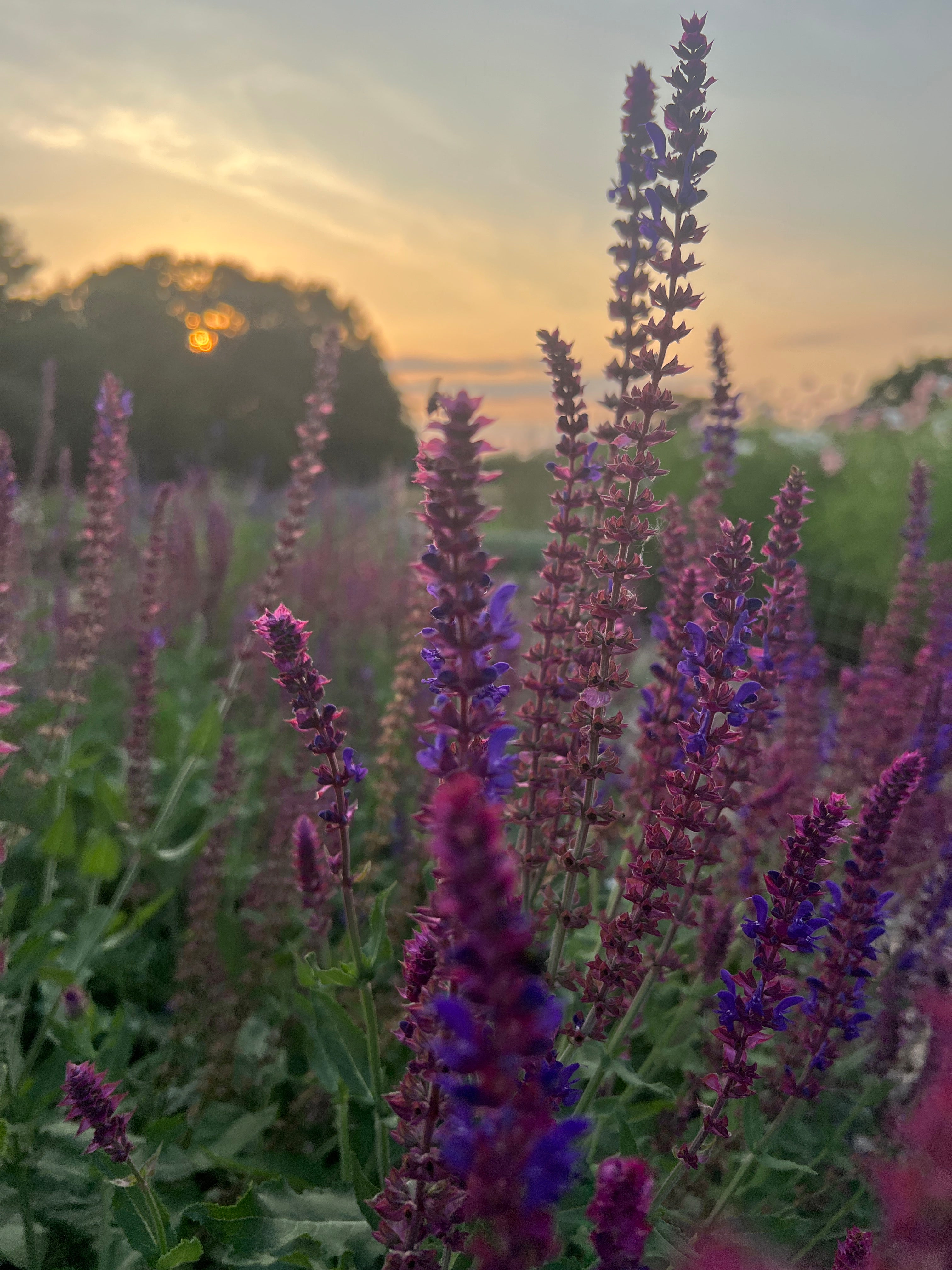 Vibrant Salvia Violet Queen flowers in deep purple bloom against a sunset sky, showcasing their beauty and allure.