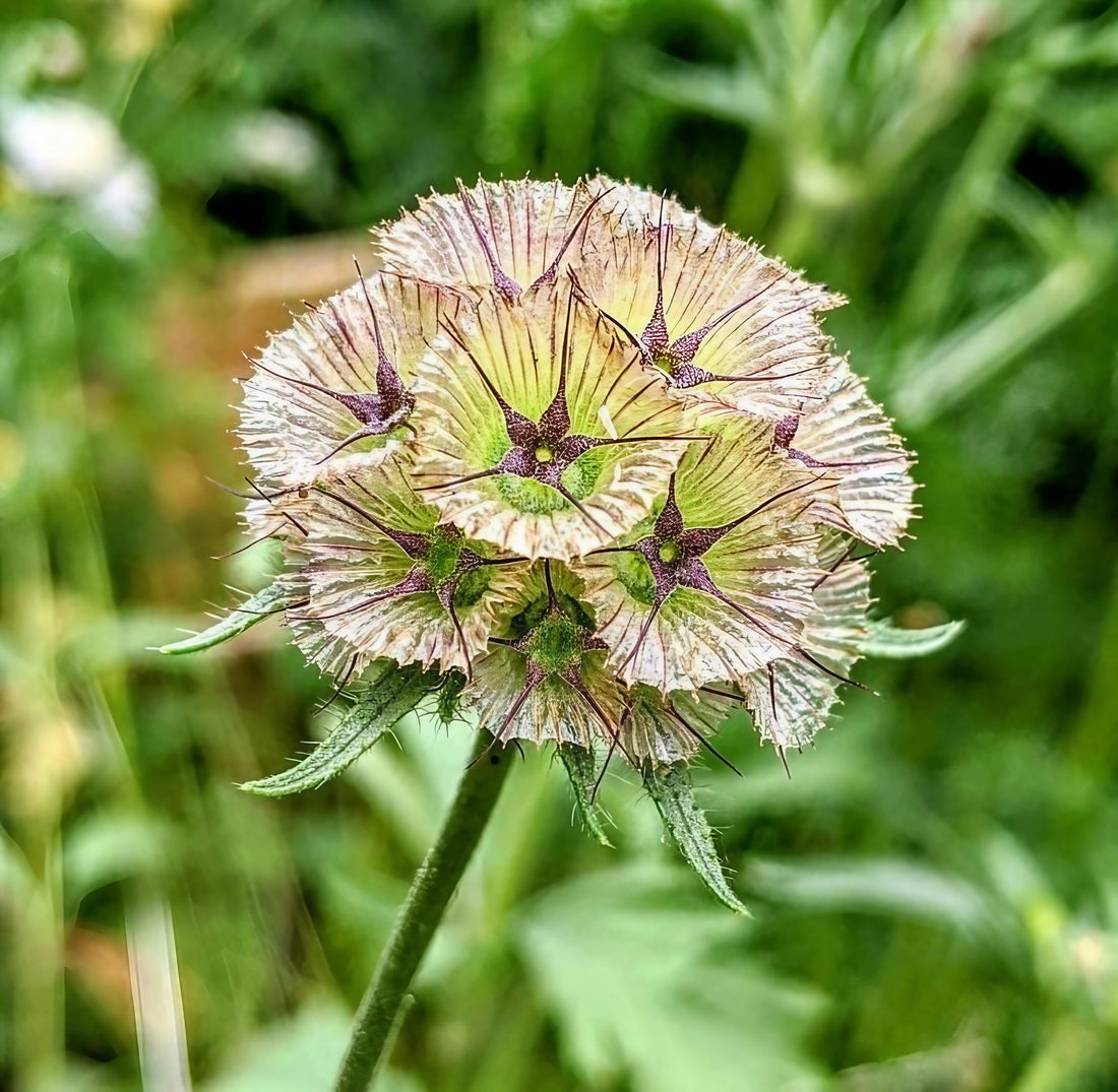 Scabiosa Stellata &