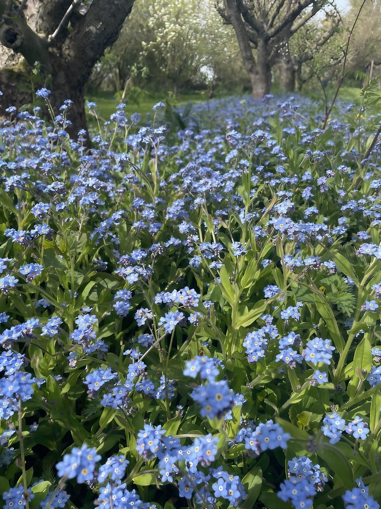 Gardening with Forget-Me-Nots: Alluring Blue Blooms & Water-Loving Plants