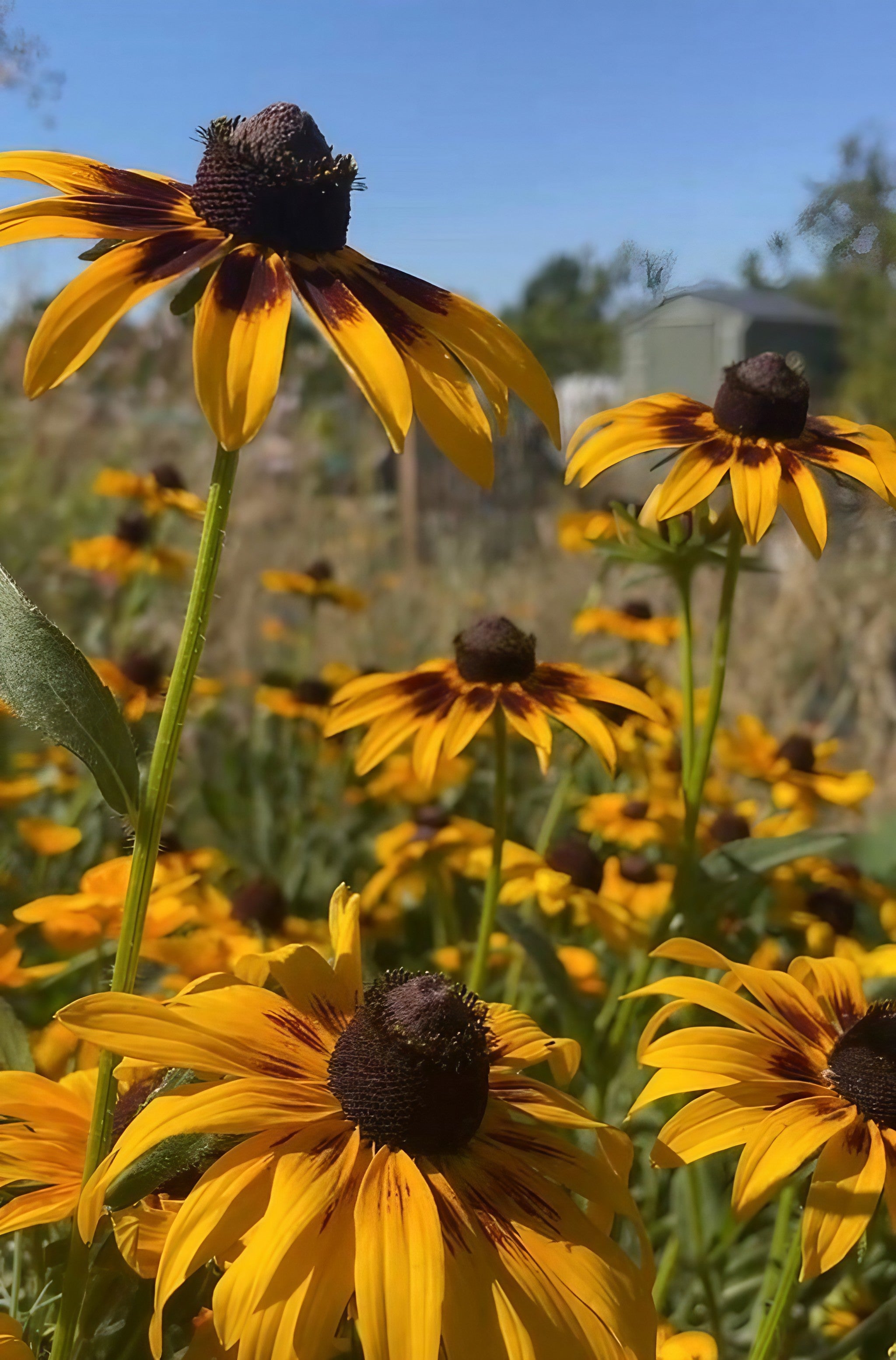 Rudbeckia flower deals