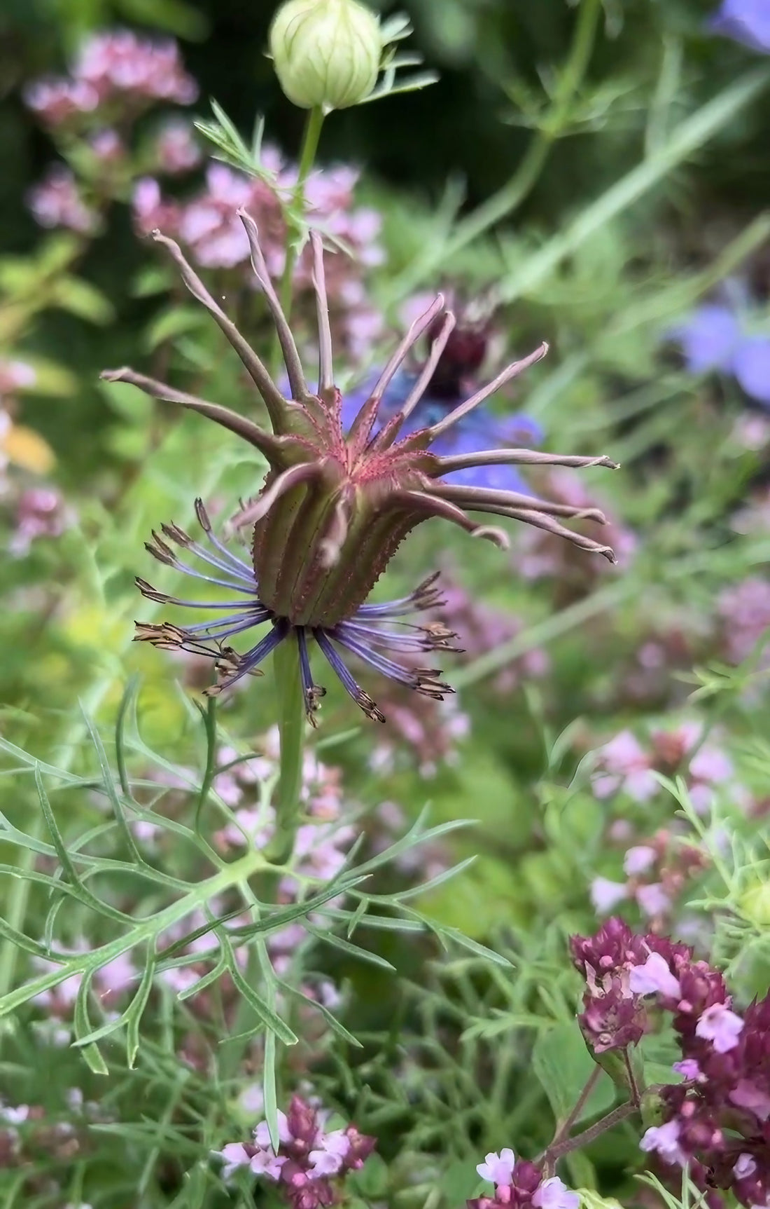 Nigella Hispanica featuring purple and white blooms