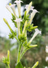 Close-up view of Nicotiana White Trumpets with its signature white blossoms