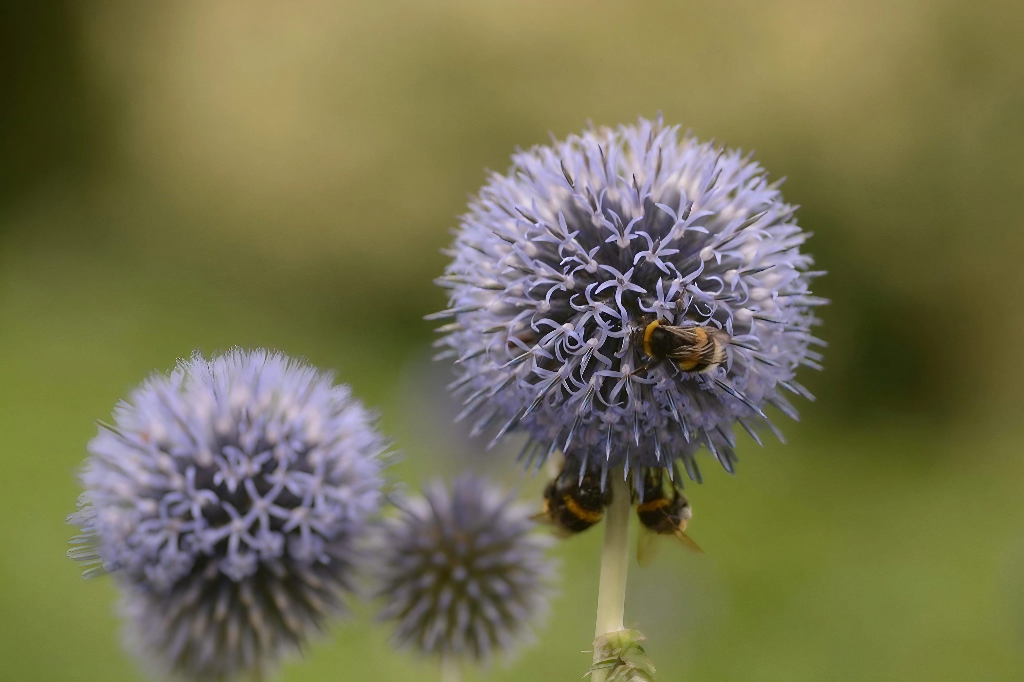 Globe shops Thistle, Echinops 'Veitch's Blue' Modern Botanical Cyanotype Print