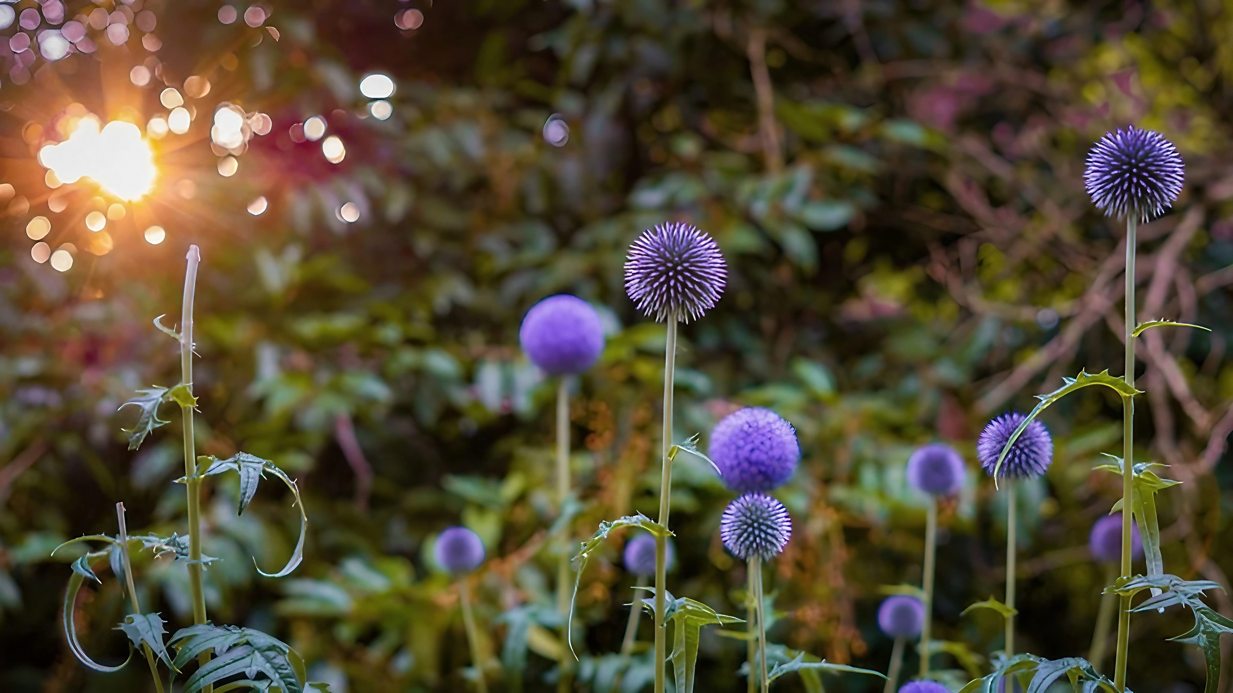 Globe shops Thistle, Echinops 'Veitch's Blue' Modern Botanical Cyanotype Print