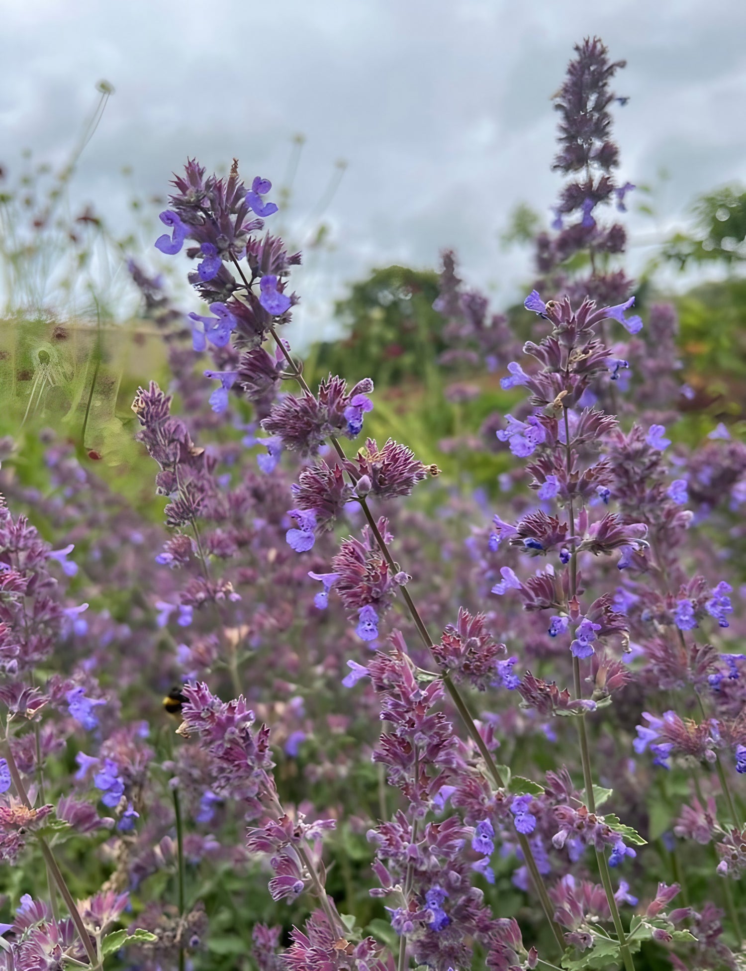 The Spring Seed Collection