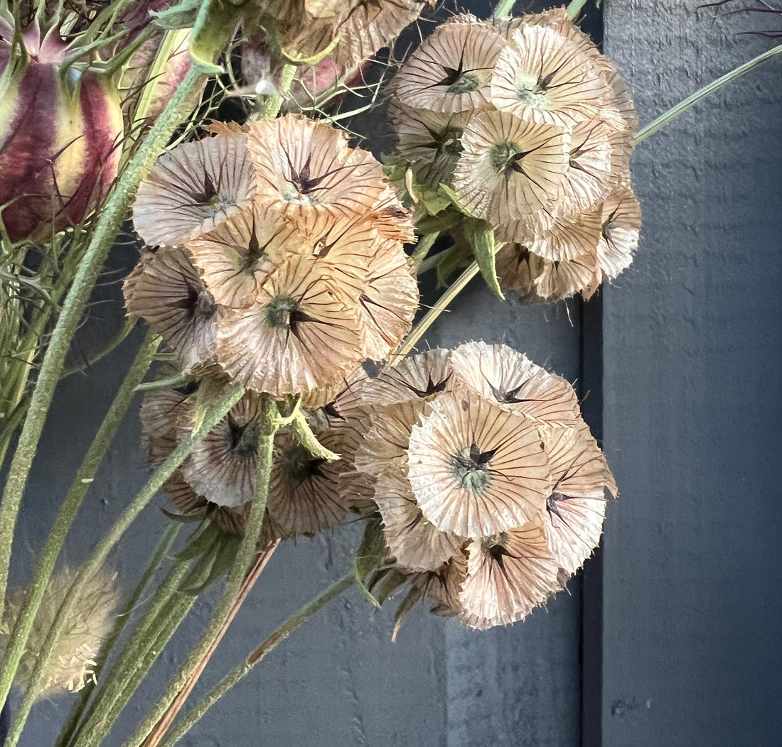 Dried Scabious Stellata seed heads with intricate, sculptural details, handpicked and naturally air-dried from Norfolk&