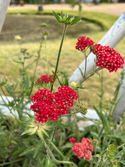 Achillea Millefolium Rubra Red