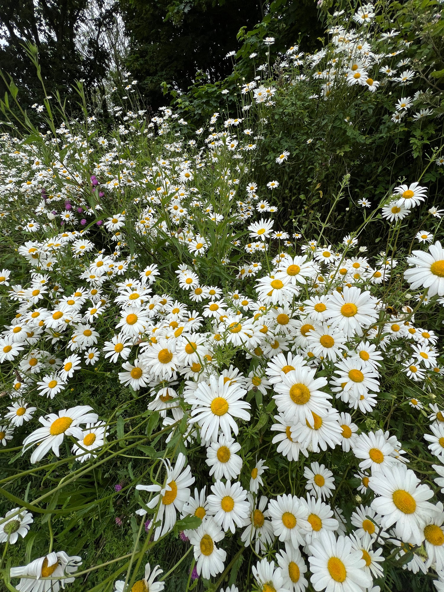 Oxeye Daisy