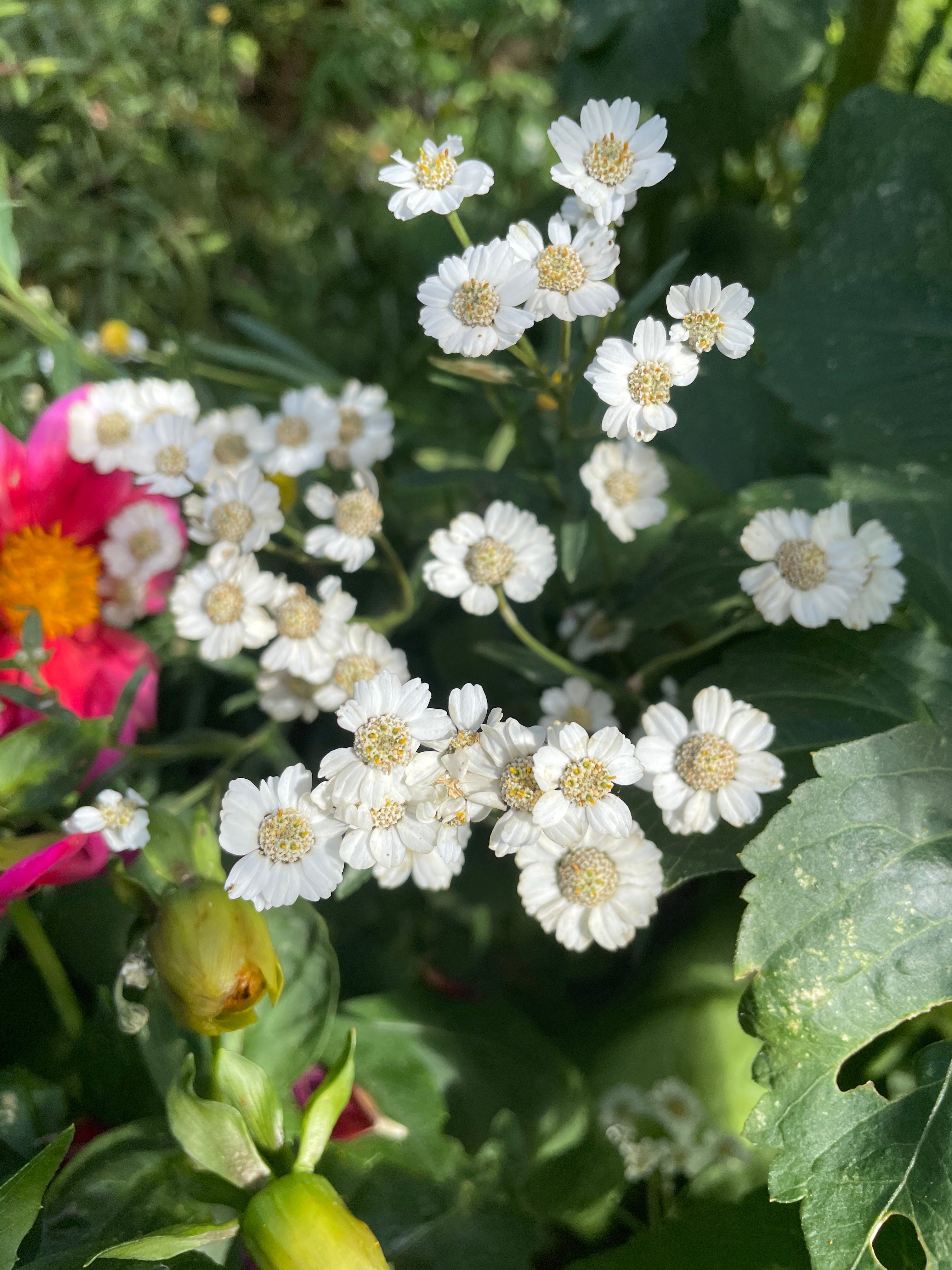 Achillea ptarmica Ballerina