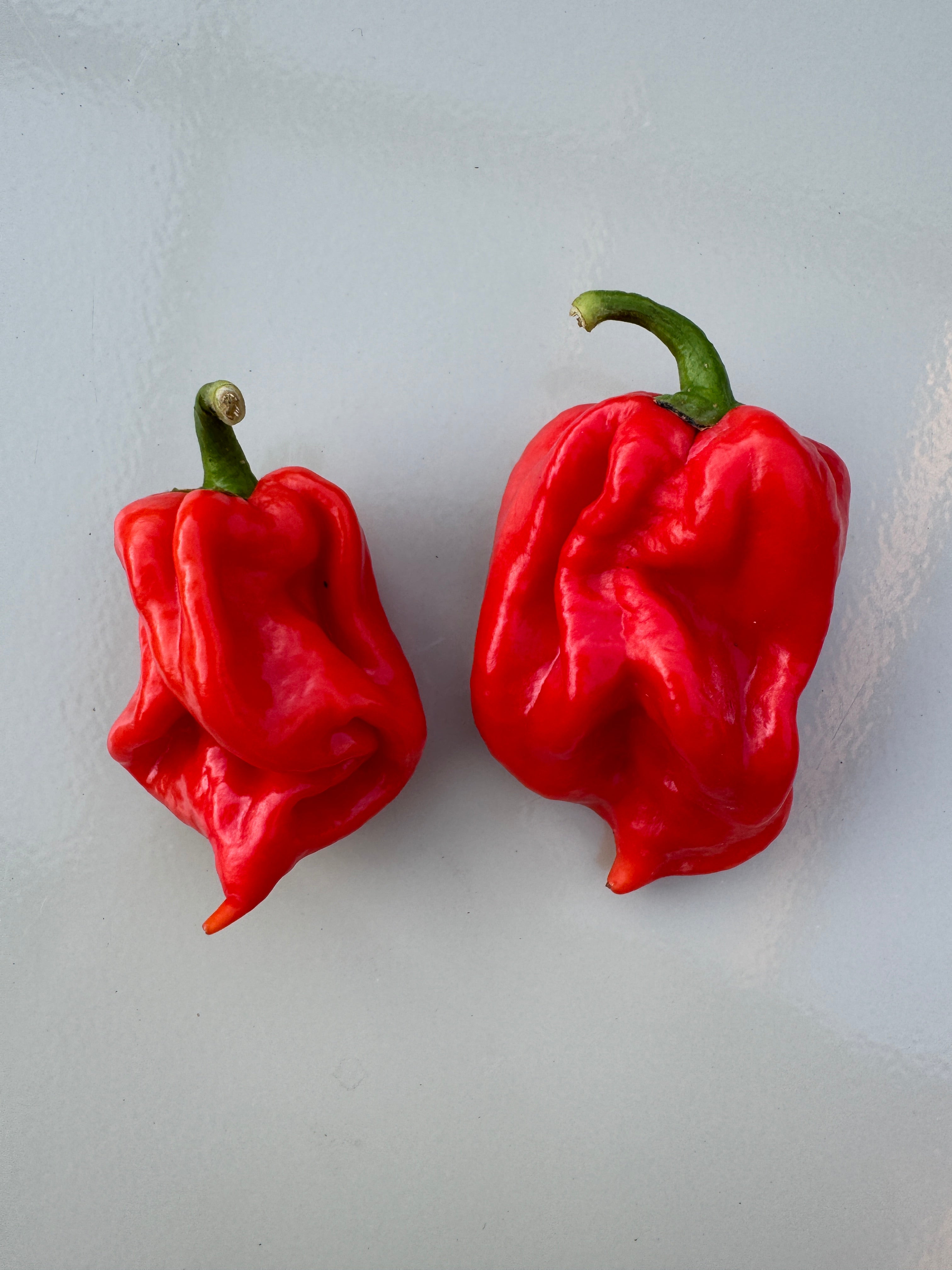 Vibrant red Scotch Bonnet MOA chillies showcasing intense heat and fruity flavour against a neutral background.