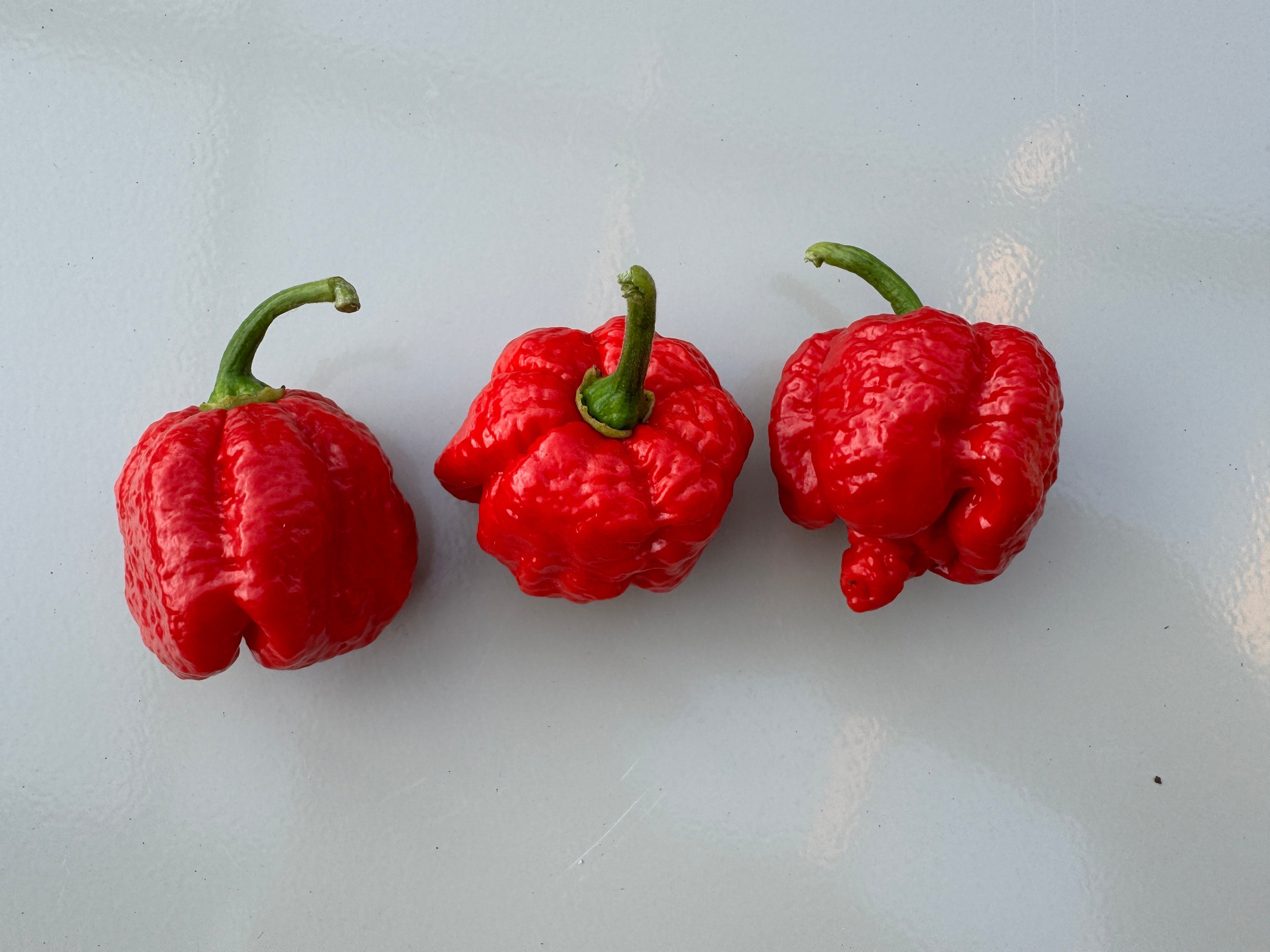 Three red 7 Pot Infinity chillies on a light background displaying their distinct golf ball-sized bumpy texture.