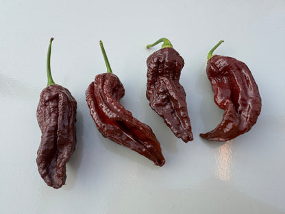 Four dried Naga Black Chilli peppers on a light surface.