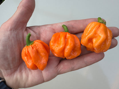 Hand holding three vibrant orange Scotch Bonnet Freeport chillies showcasing their unique shape and bright colour.