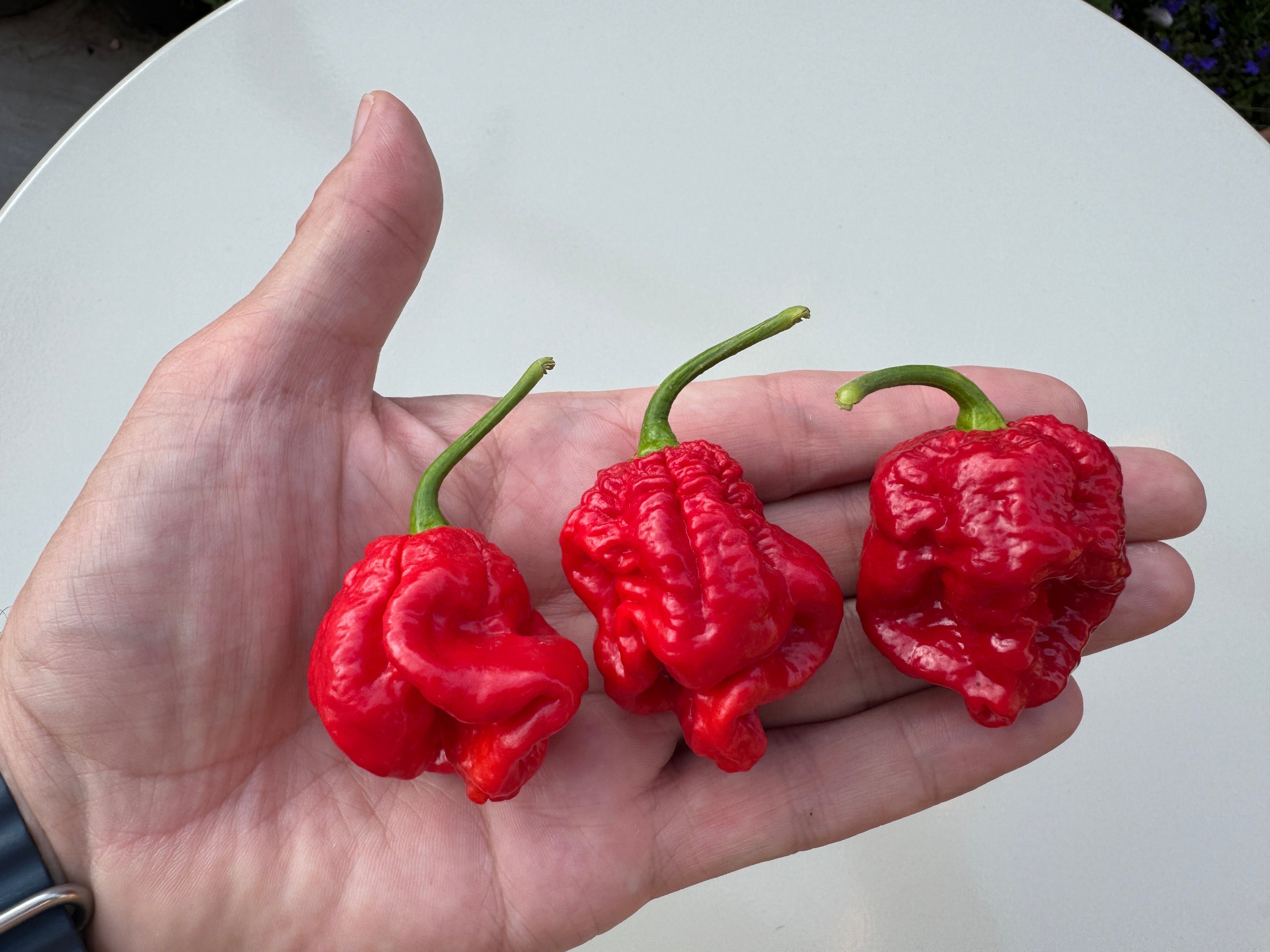 Hand holding three red Armageddon chillies with wrinkled texture, showcasing their vibrant colour and unique shape.