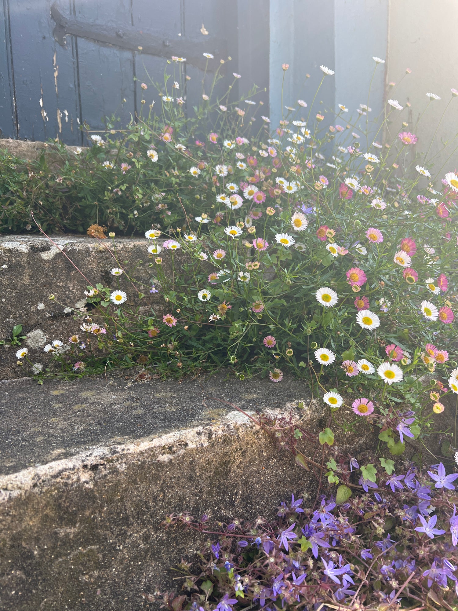 Erigeron Karvinskianus Profusion