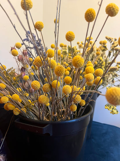 Bright yellow Craspedia dried flowers in a black bucket, showcasing sustainable Norfolk-grown florals with natural variance.