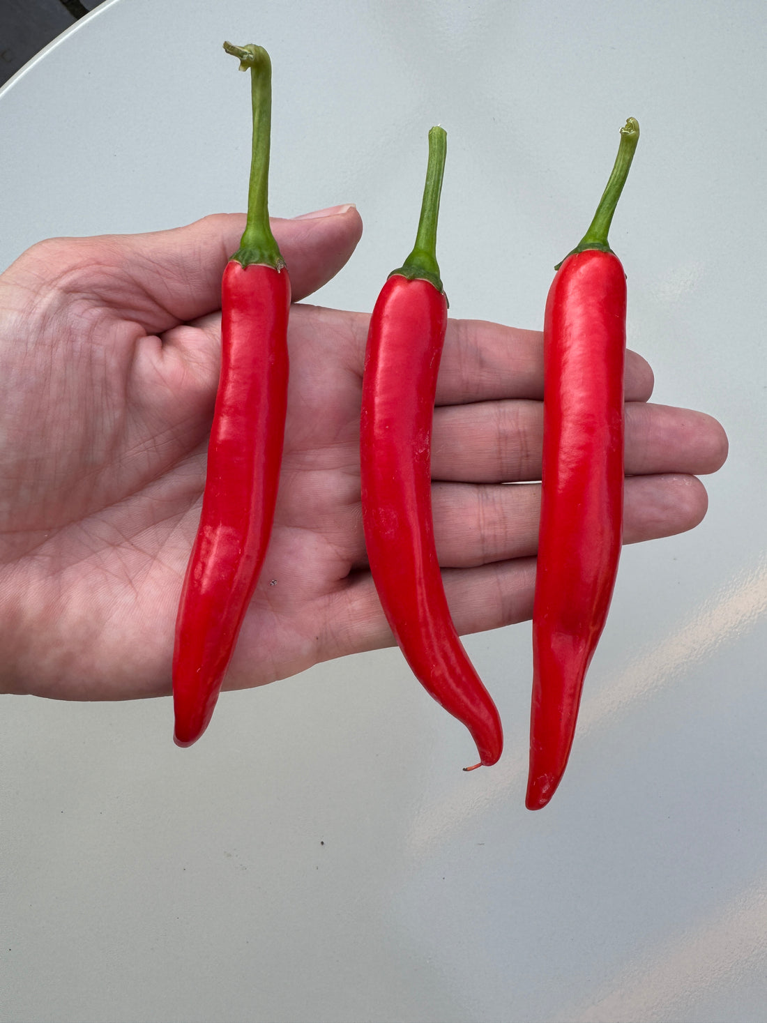 Hand holding three ripe red XL Cheyenne Mutant Chilli peppers against a light background.