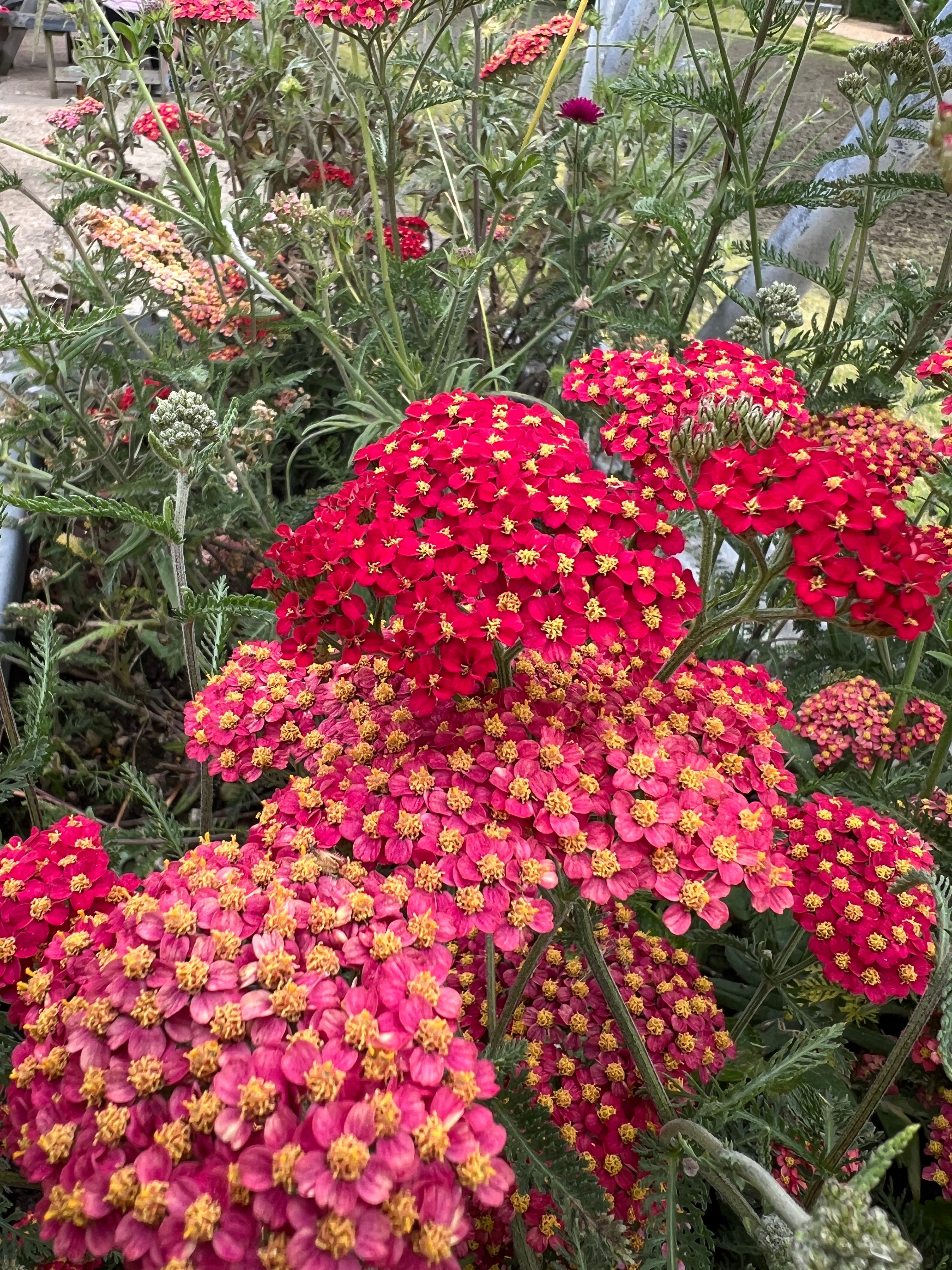 Achillea Millefolium Rubra Red