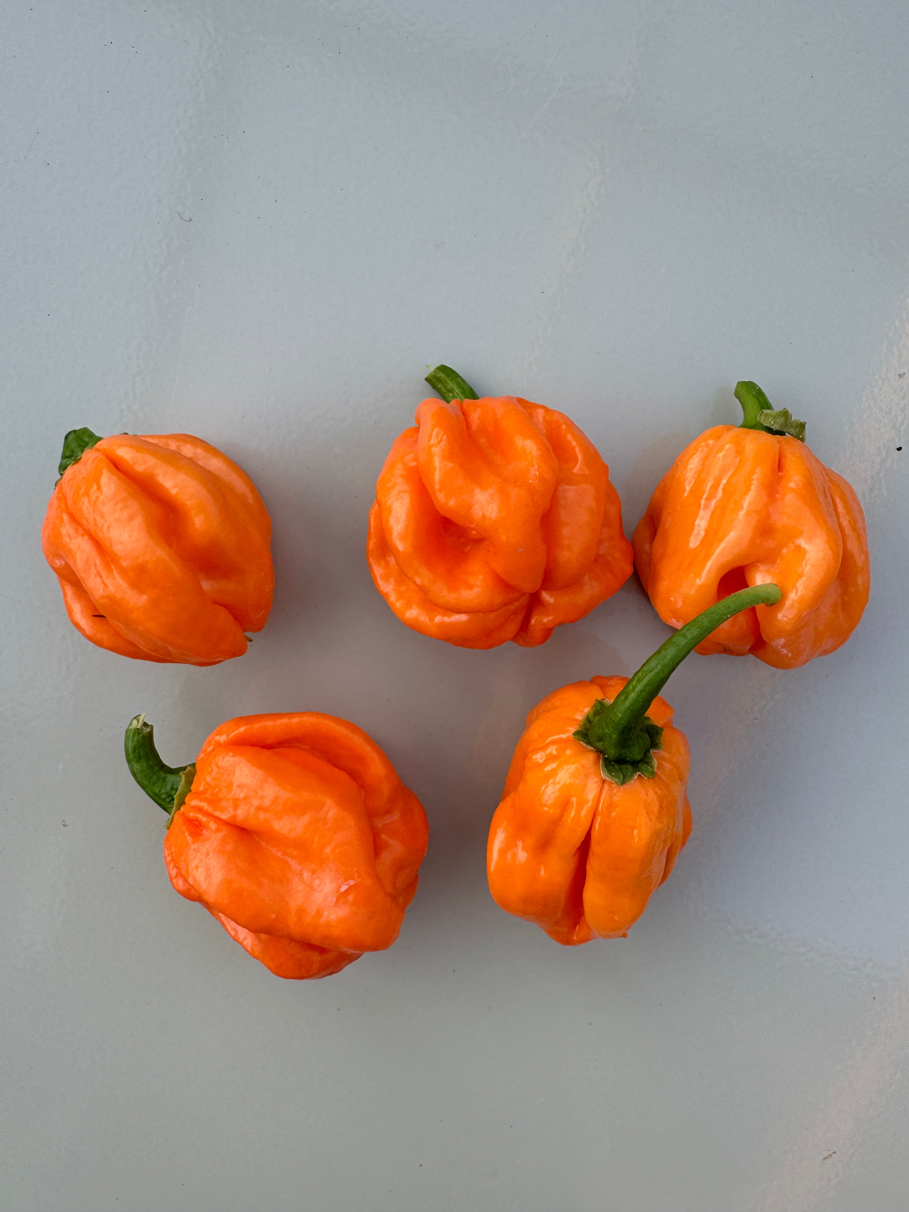 Five vibrant Scotch Bonnet Freeport chillies on a light surface, showcasing their distinct orange colour and wrinkled texture.