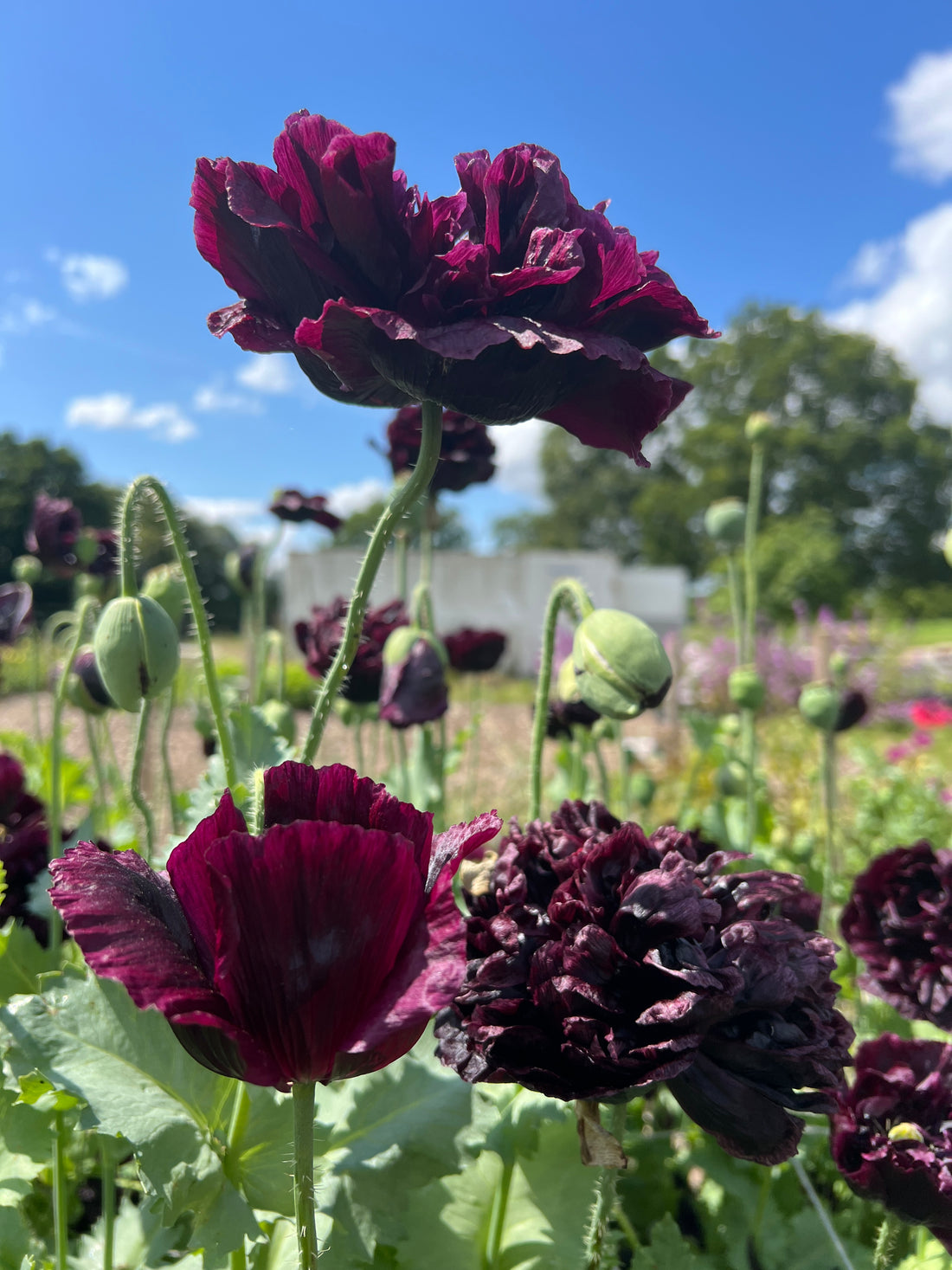 Poppy Black Peony flowers with deep burgundy ruffled petals and silvery foliage in a sunny garden.