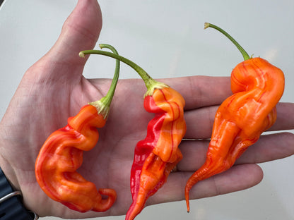 Hand holding three vibrant Sugar Rush Peach Stripey Chilli peppers with unique shapes and colors.