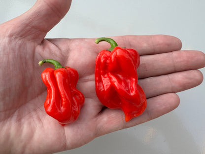 Hand holding two vibrant red Scotch Bonnet MOA chilli peppers from Jamaica.