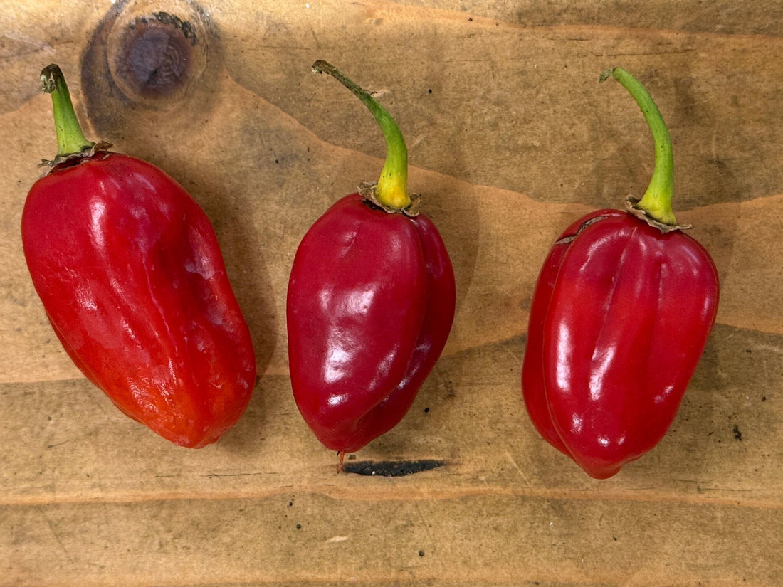 Habanero Red Savina Chilli