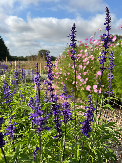 Salvia Farinacea Victoria