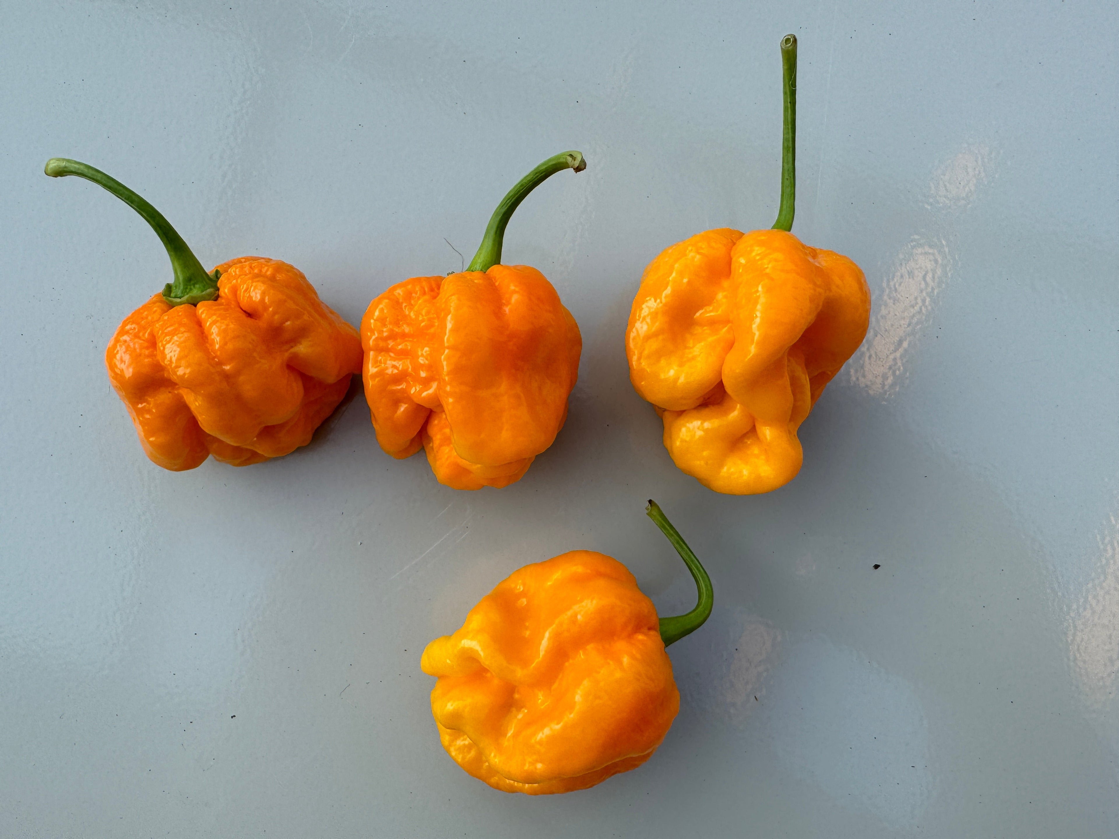 Bahamian Goat Chilli peppers with a light orange hue on a light blue background.