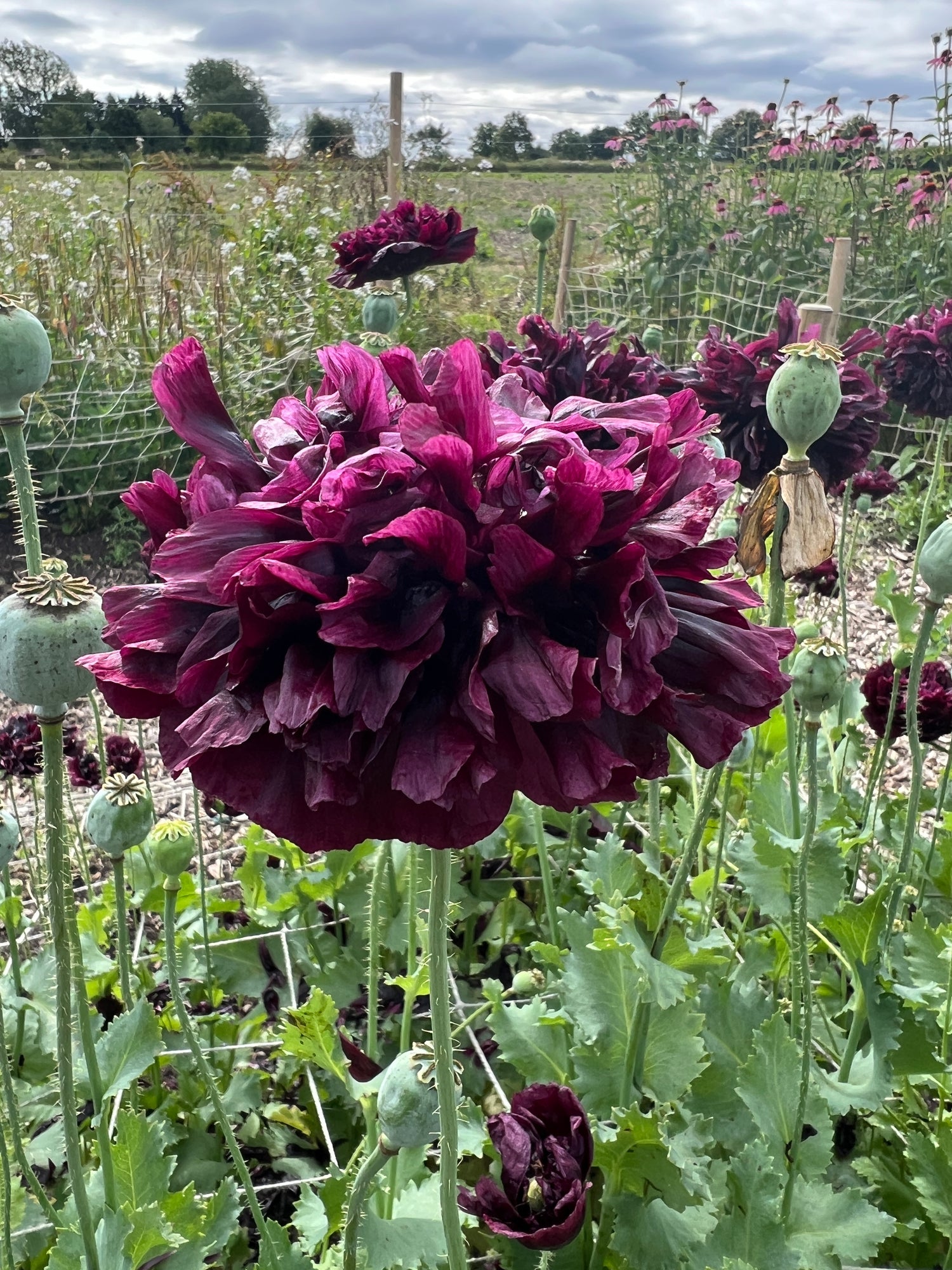 Poppy Black Peony with large ruffled deep burgundy almost black flowers and silvery foliage in a garden setting